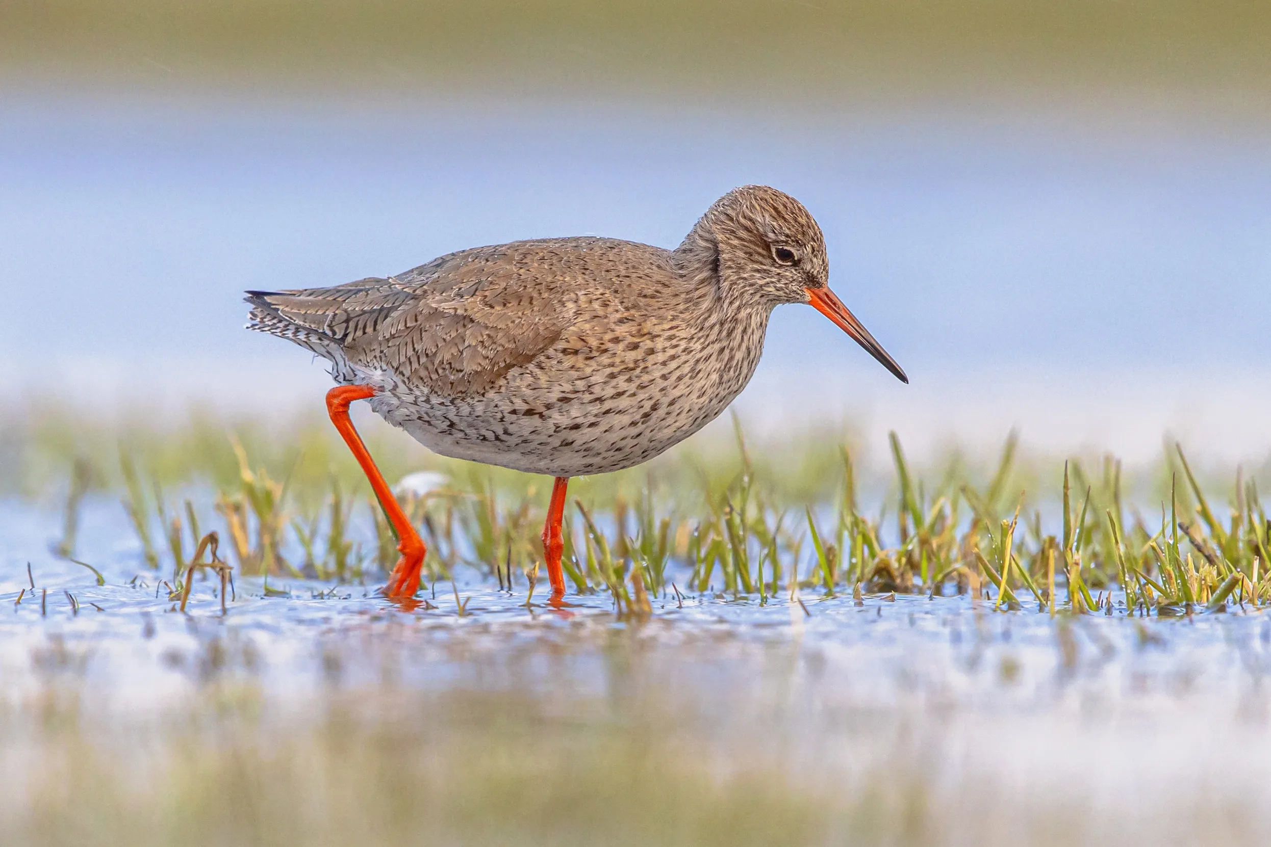 Lone Redshank walking through grassy, shallow water