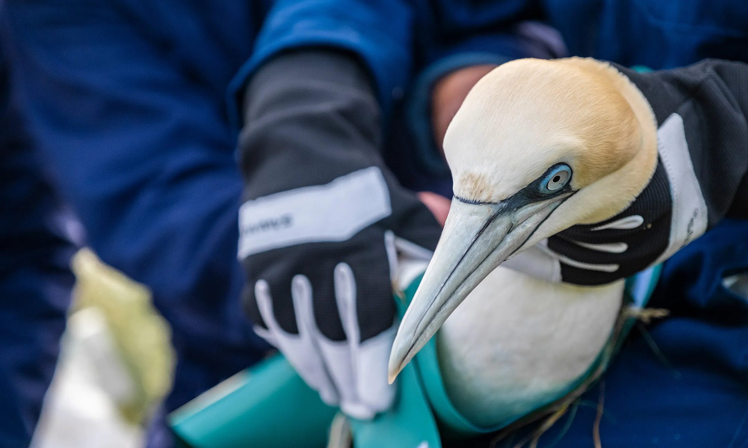 Gannet, GPS tagging, RSPB Bempton Cliffs