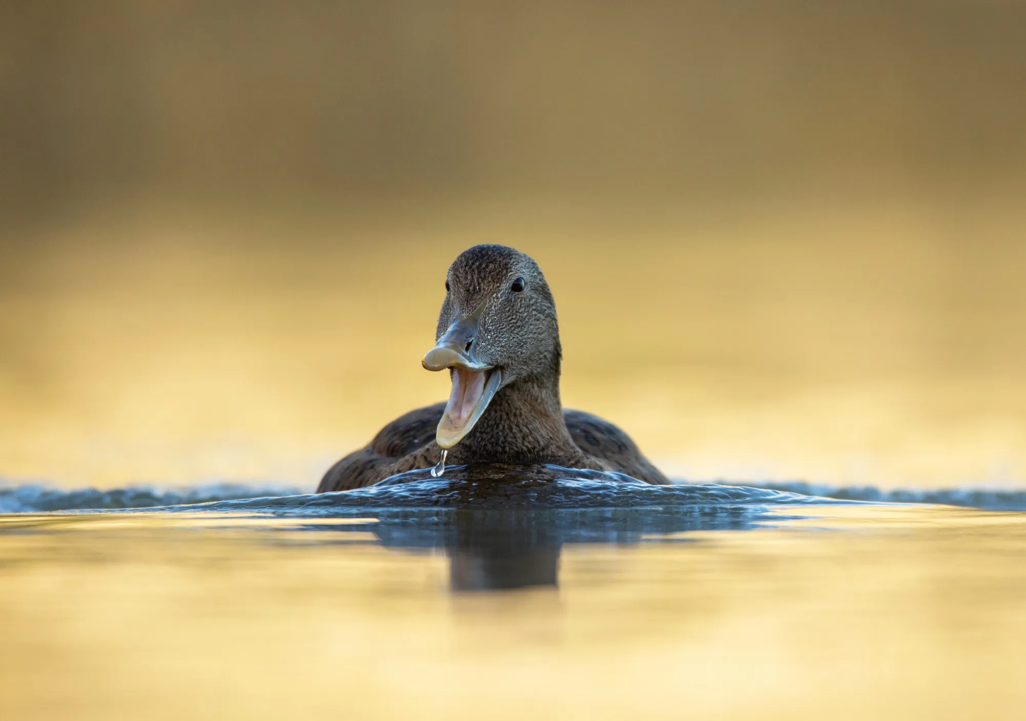 Eider Duck, male calling whilst swimming in harbour