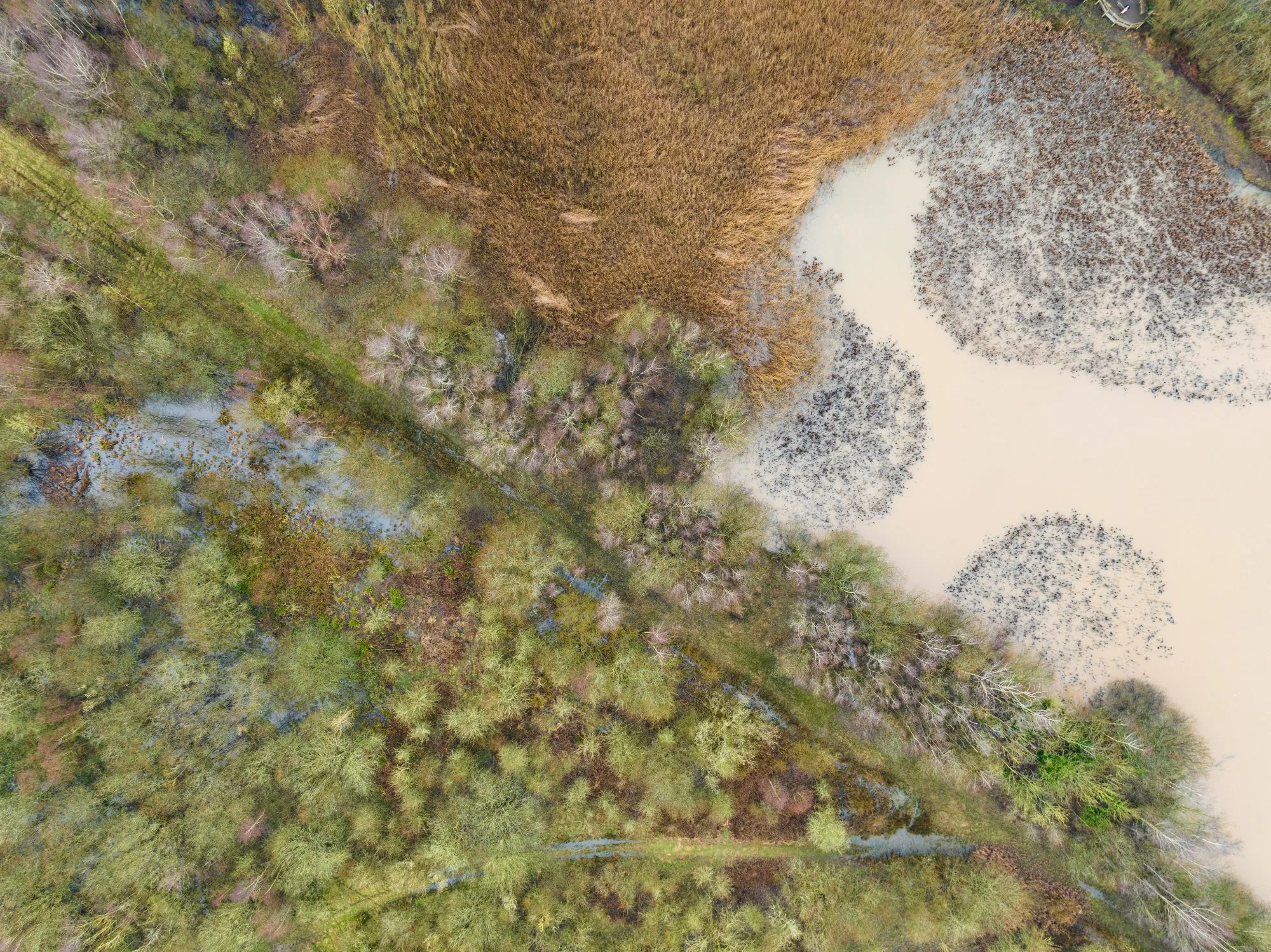 Top Down drone shot of path running through woodland and reedbeds, RSPB Middleton Lakes 