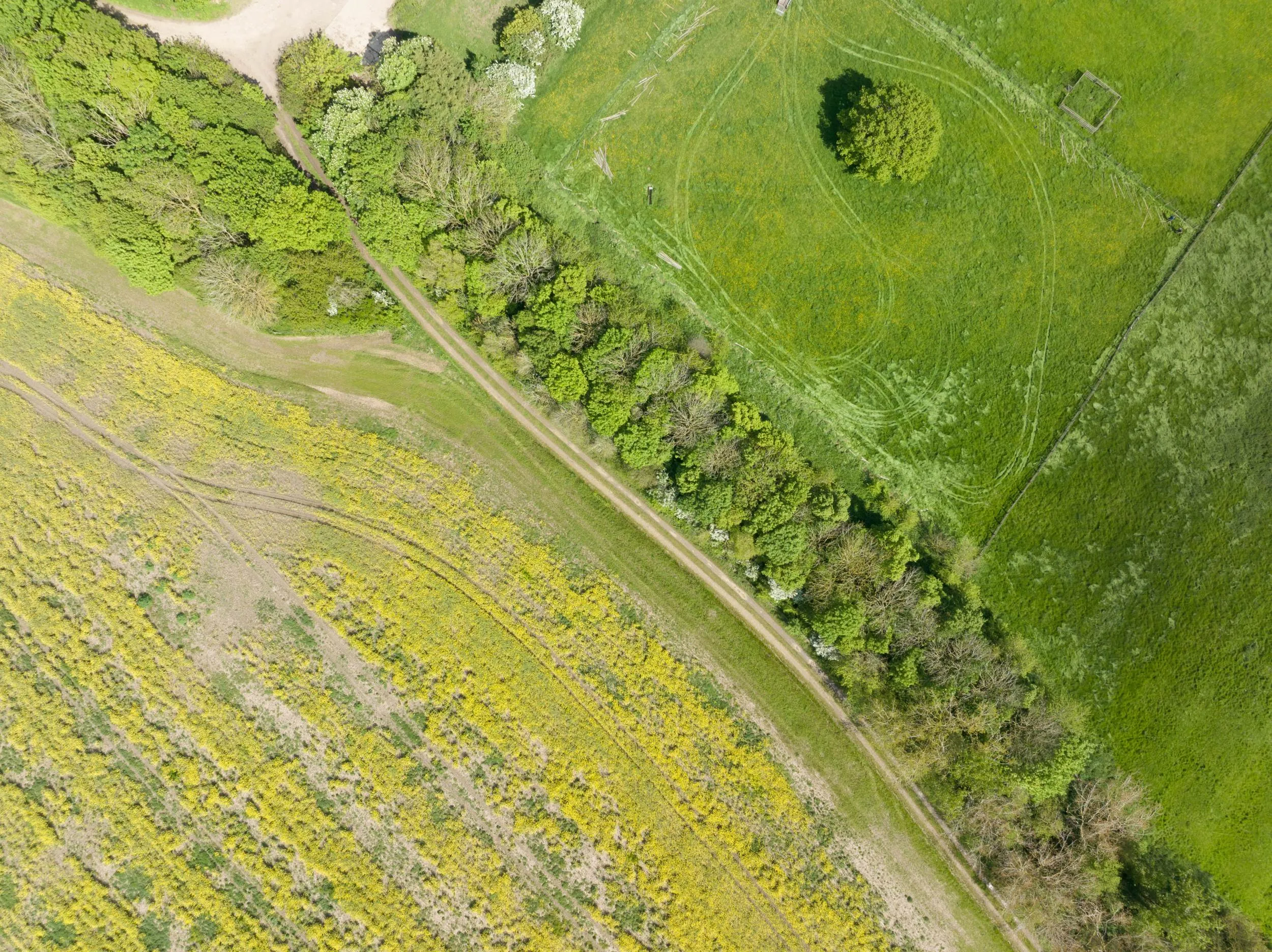 Field of oil seed rape and other farmland features at RSPB Hope Farm