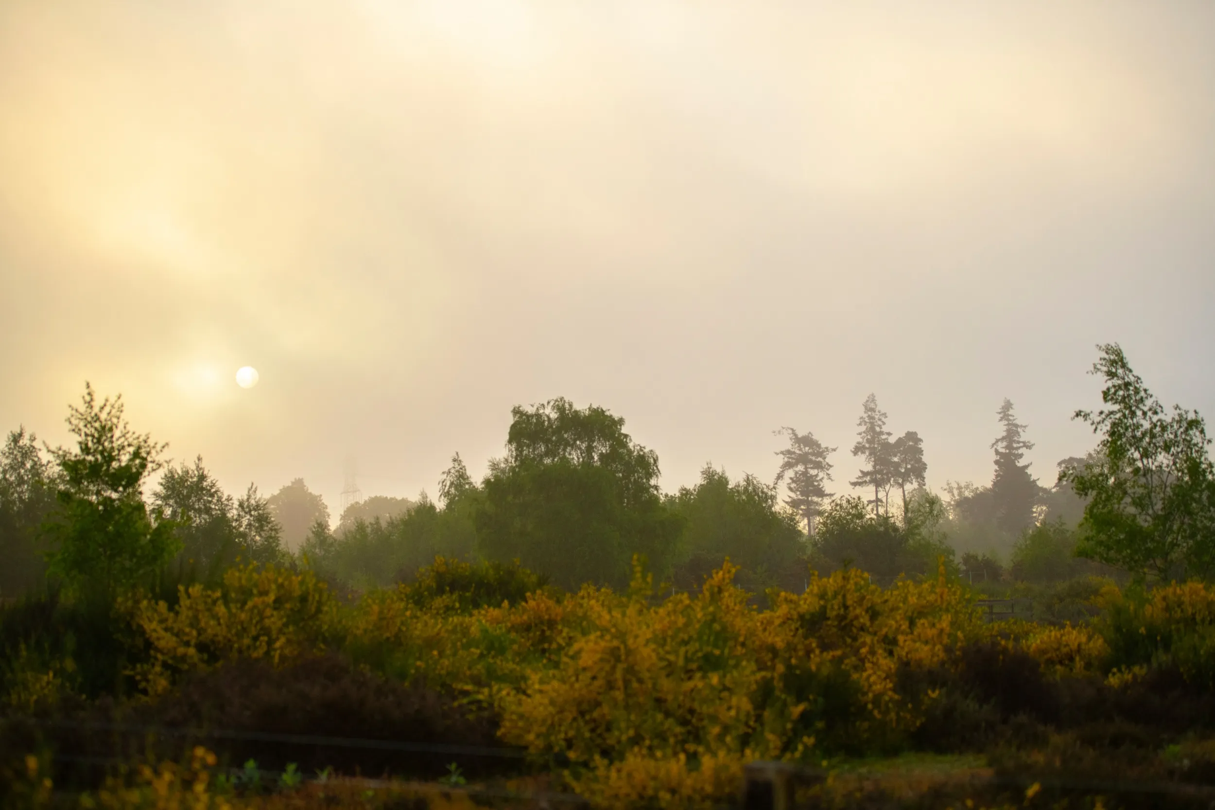 Dawn Chorus Walk, at a misty RSPB The Lodge