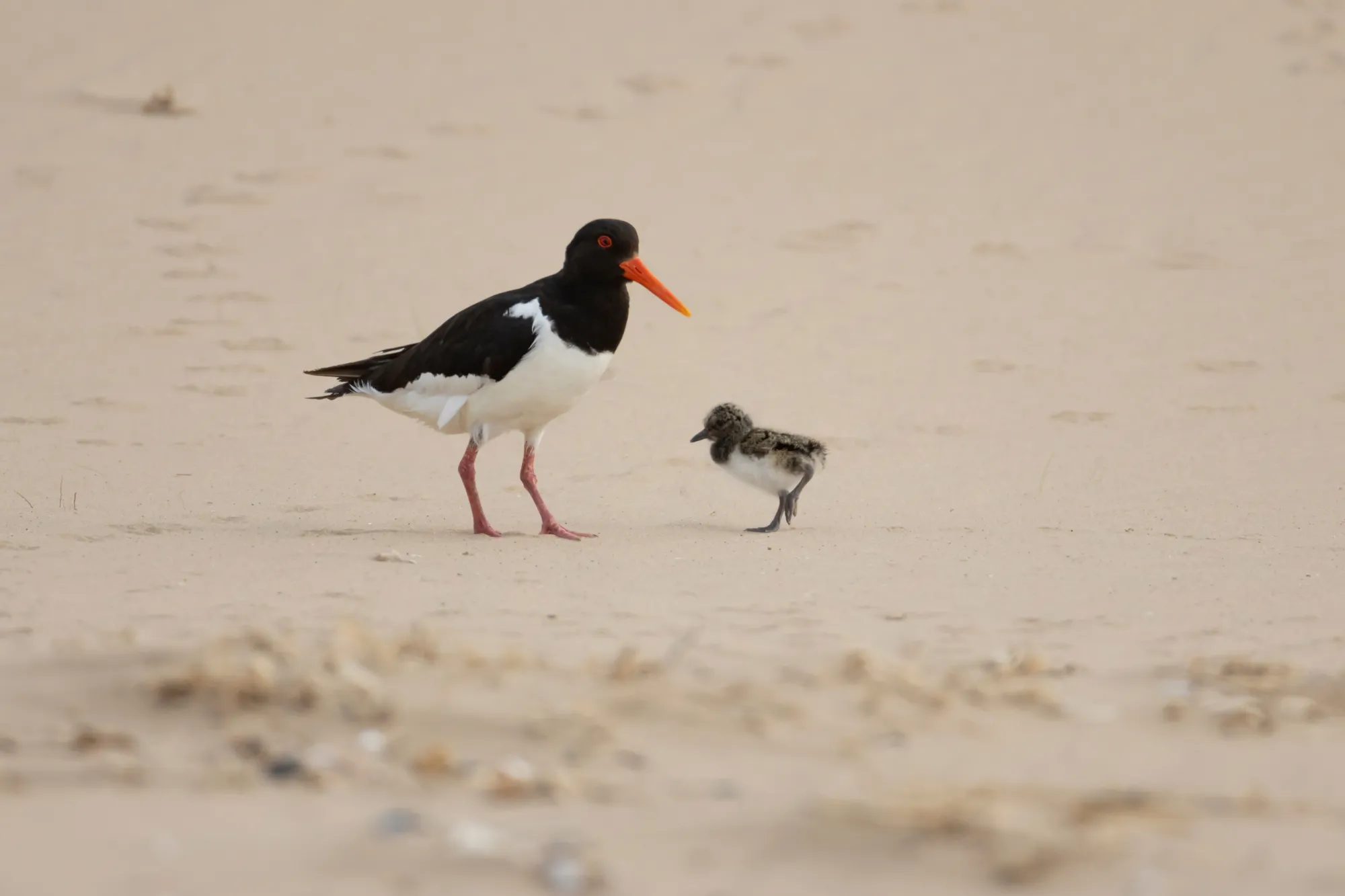 Oystercatcher adult bird with a chick on a beach