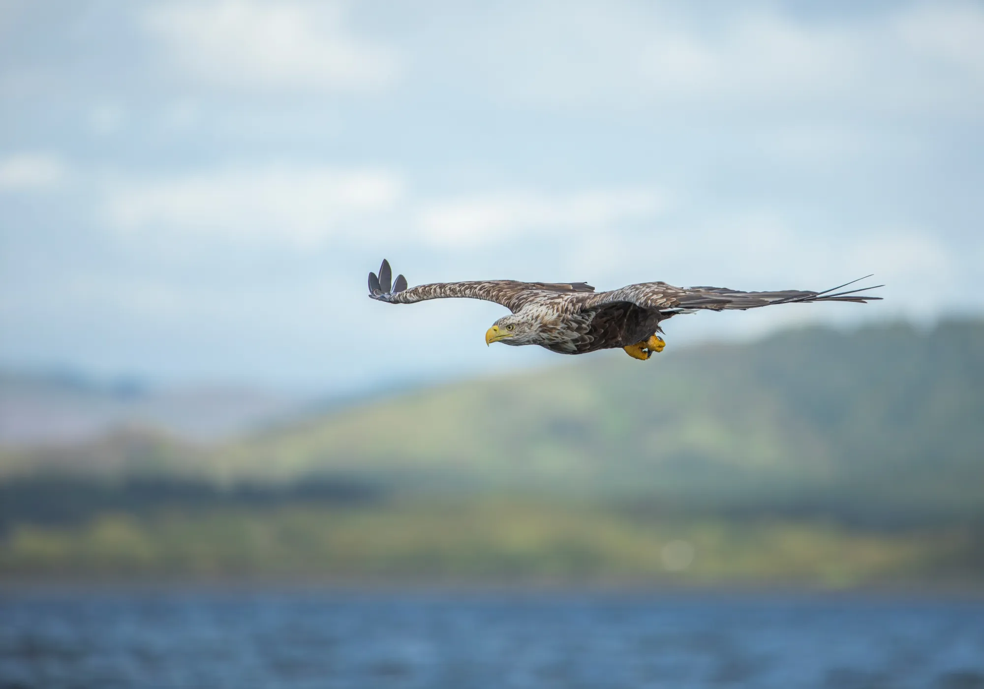 White-tailed Eagle adult in flight over loch