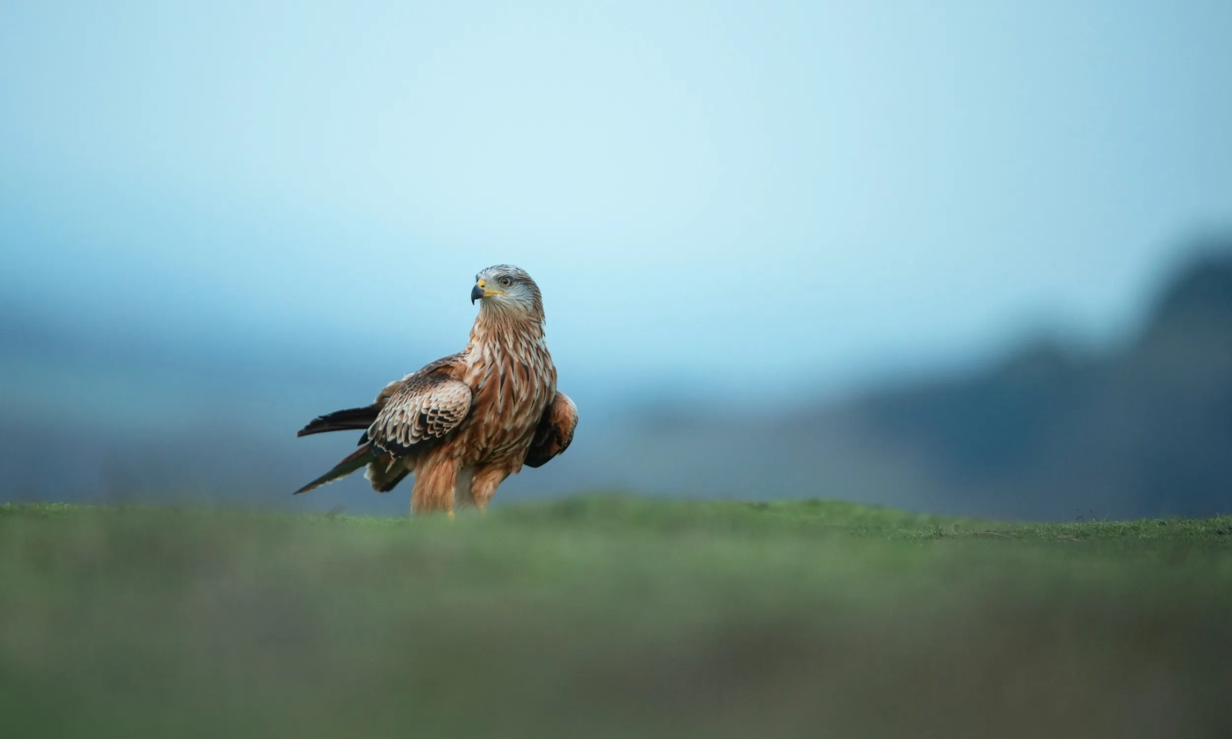 Red Kite