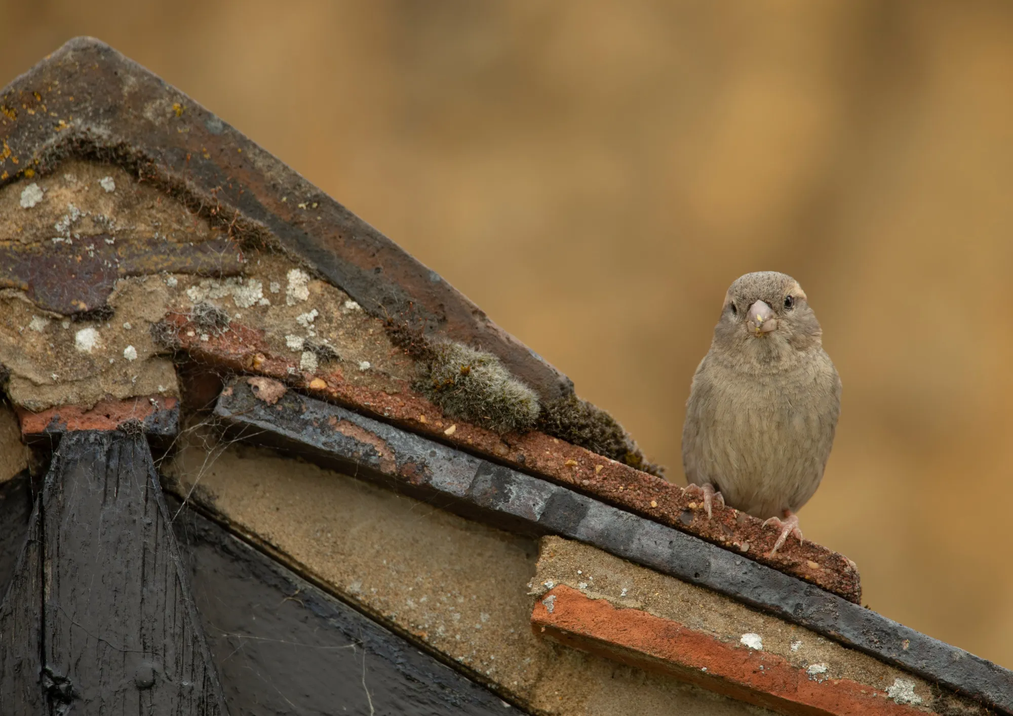 House Sparrow perched on old farmhouse roof with food in beak