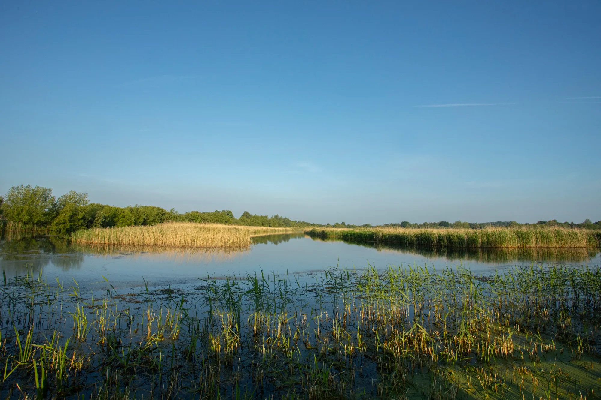 Ham Wall, Reedbeds and wetlands