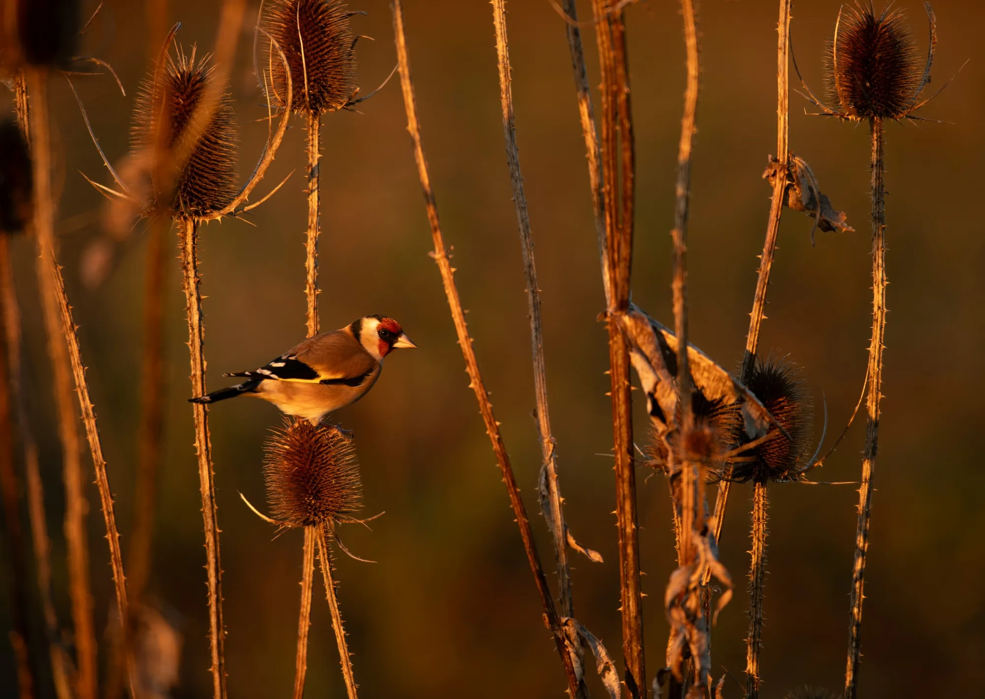 Goldfinch feeding on teasel head