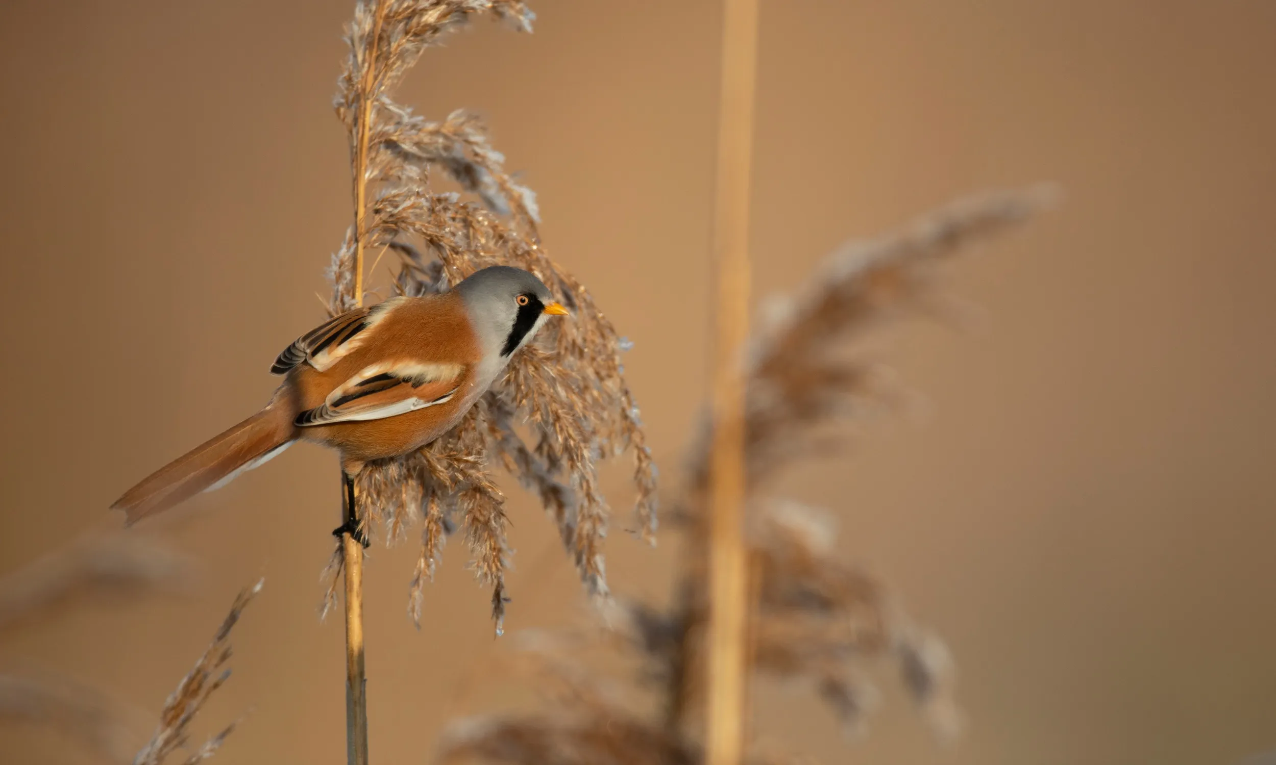 Bearded Tit, adult male feeding on common reed