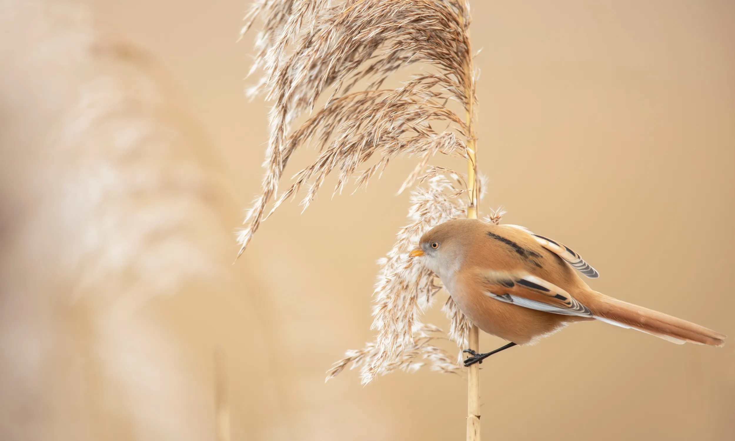 Bearded Tit, adult female feeding on common reed head
