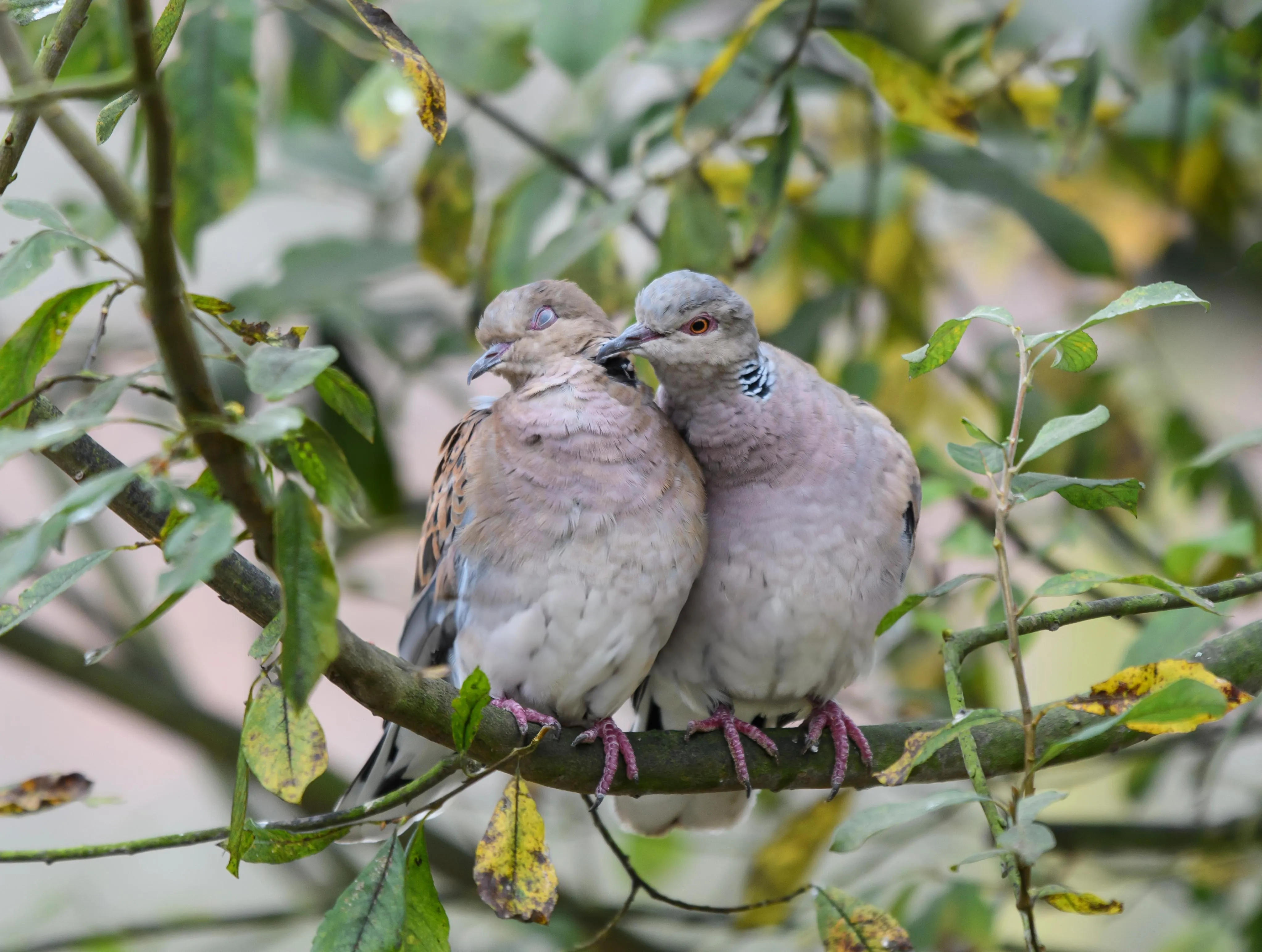 Turtle Dove pair, perched in a tree.