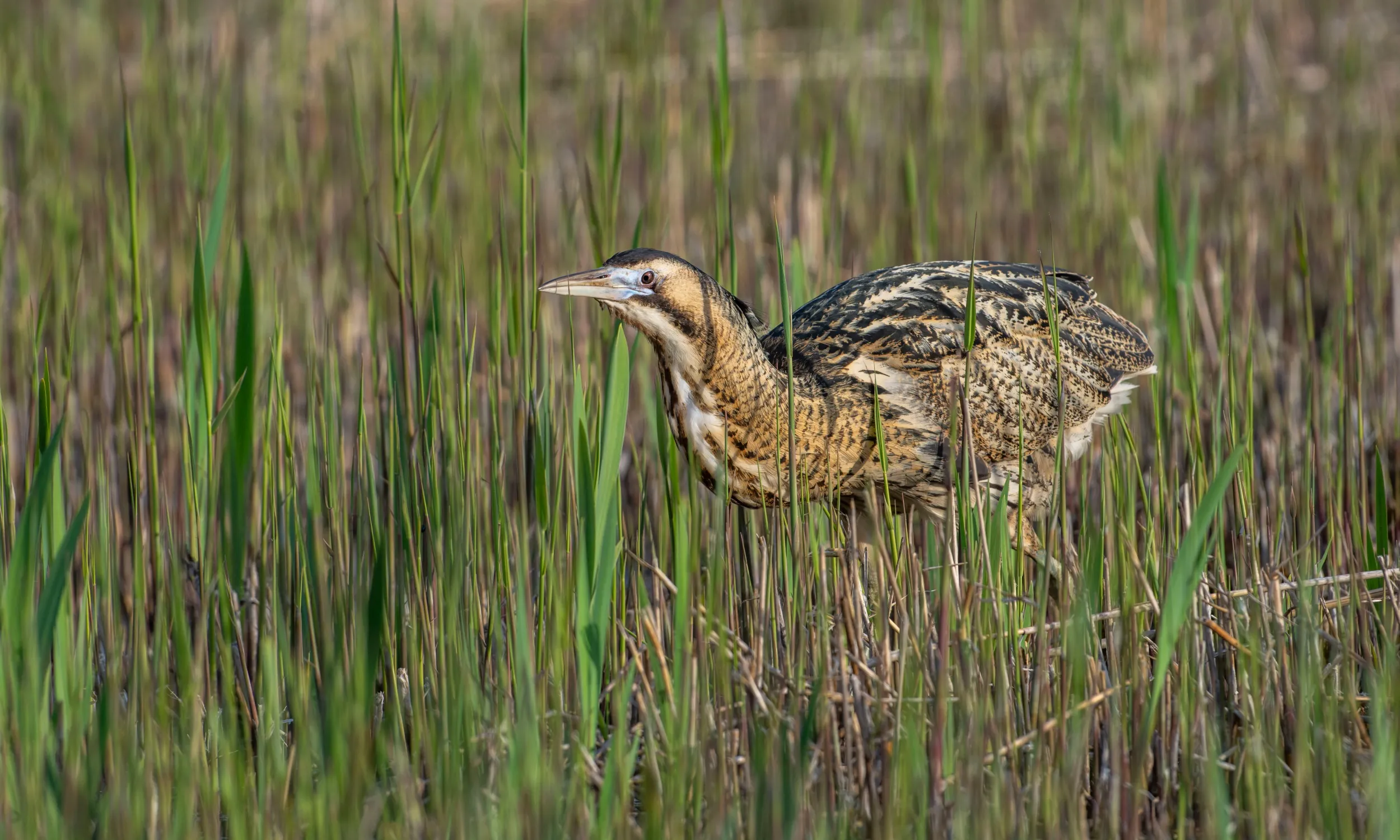 Bittern, adult walking in channel between reedbeds