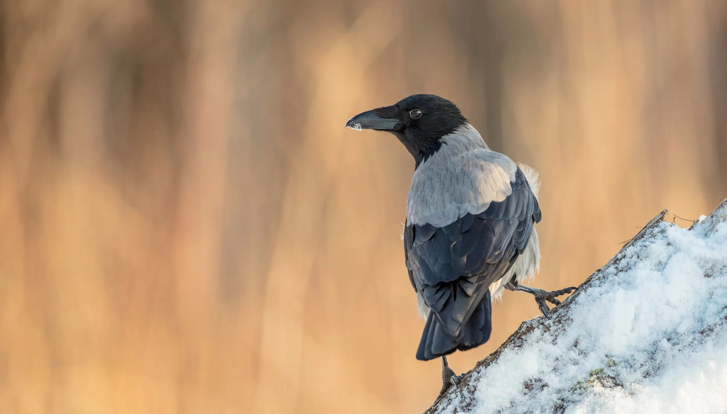 A Hooded crow perched on a snowy log