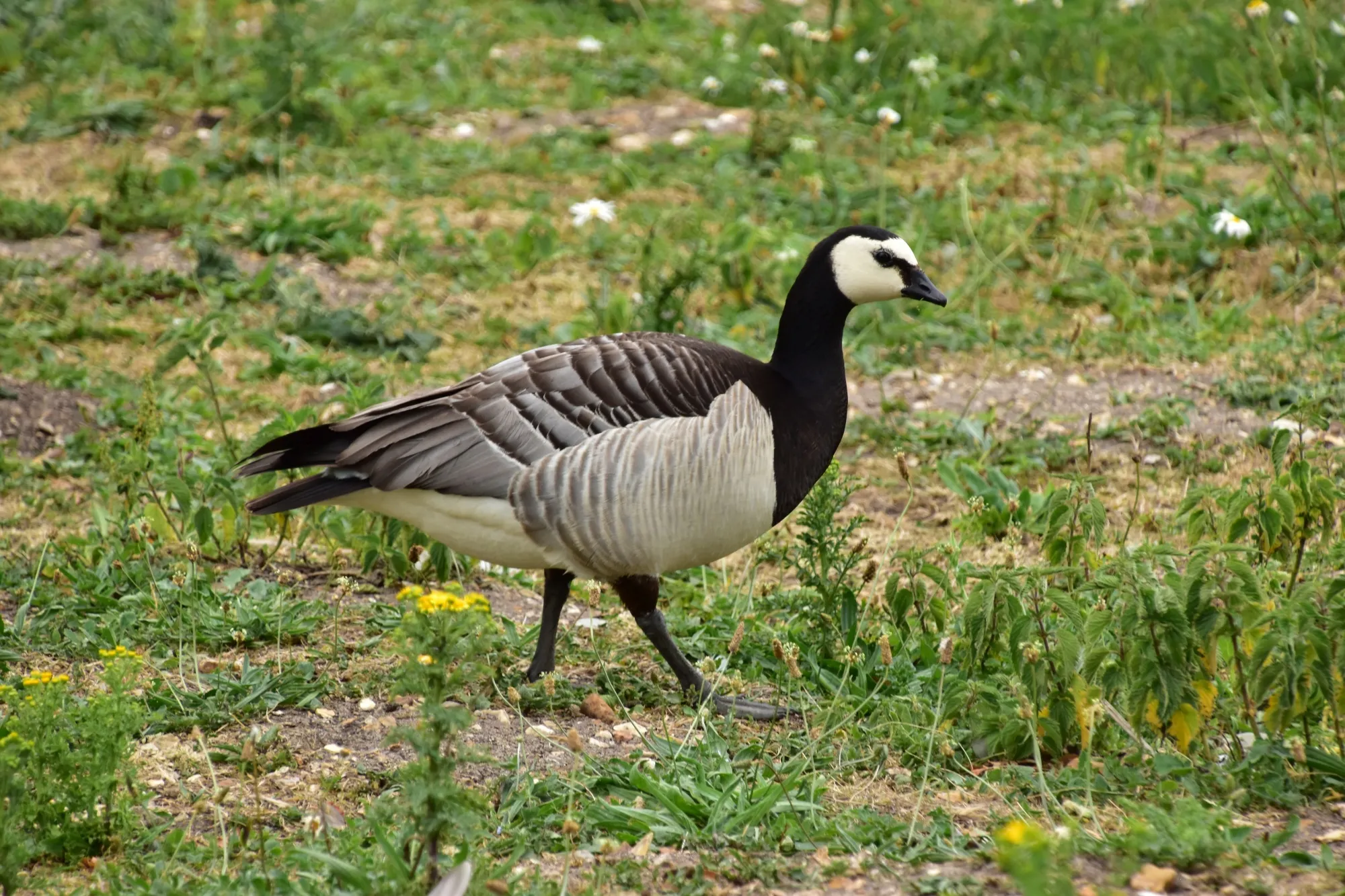 Barnacle Goose, adult on grassy section