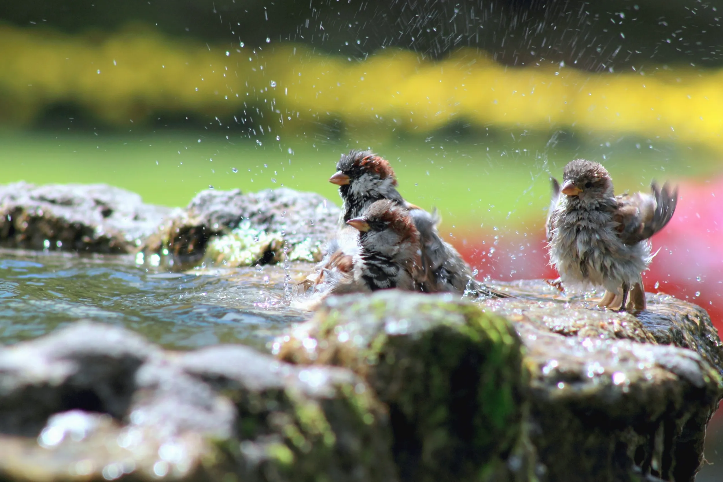 Three House Sparrows enjoying a bird bath in the sun.