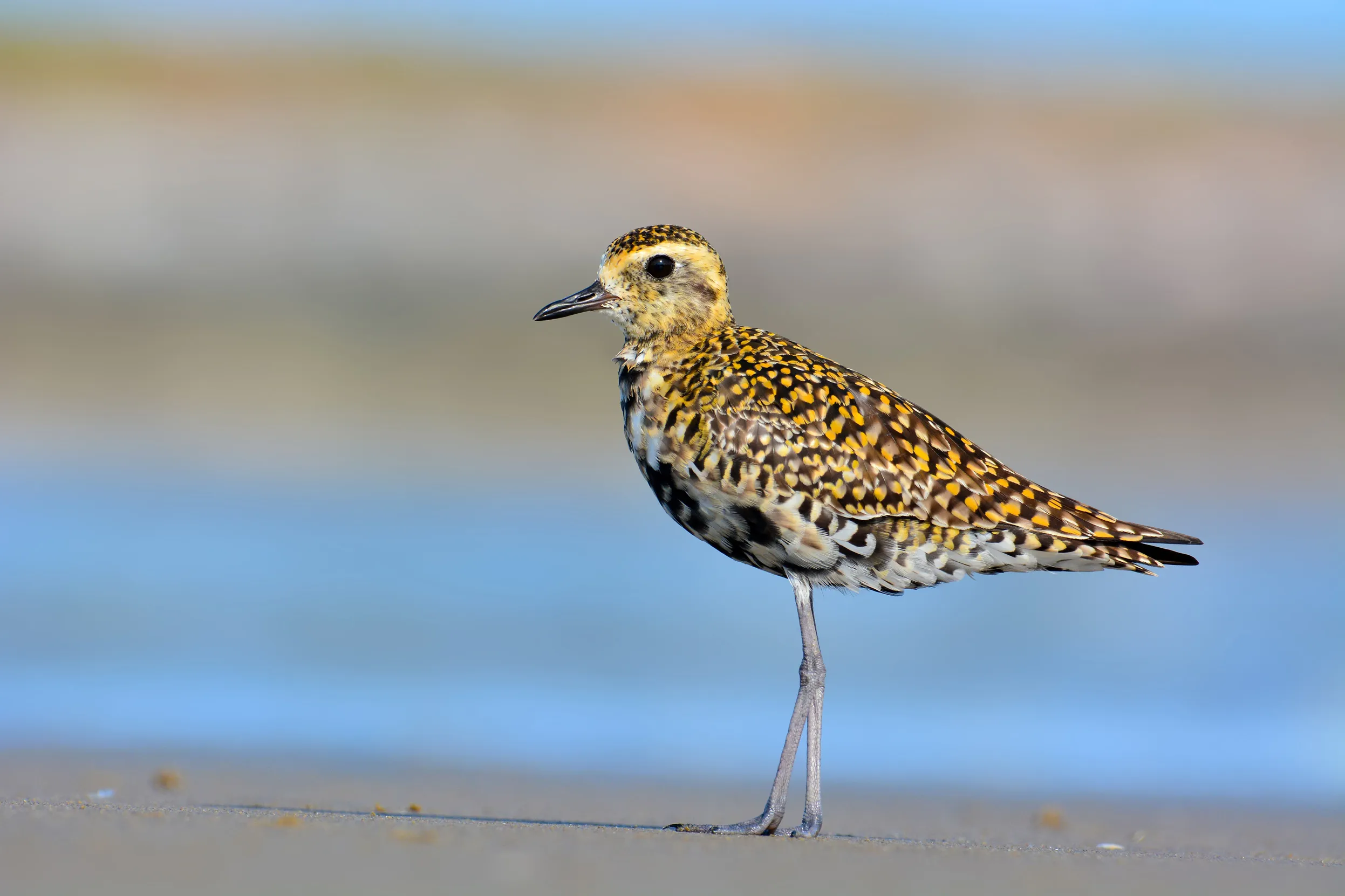 Golden Plover walking on wet sand