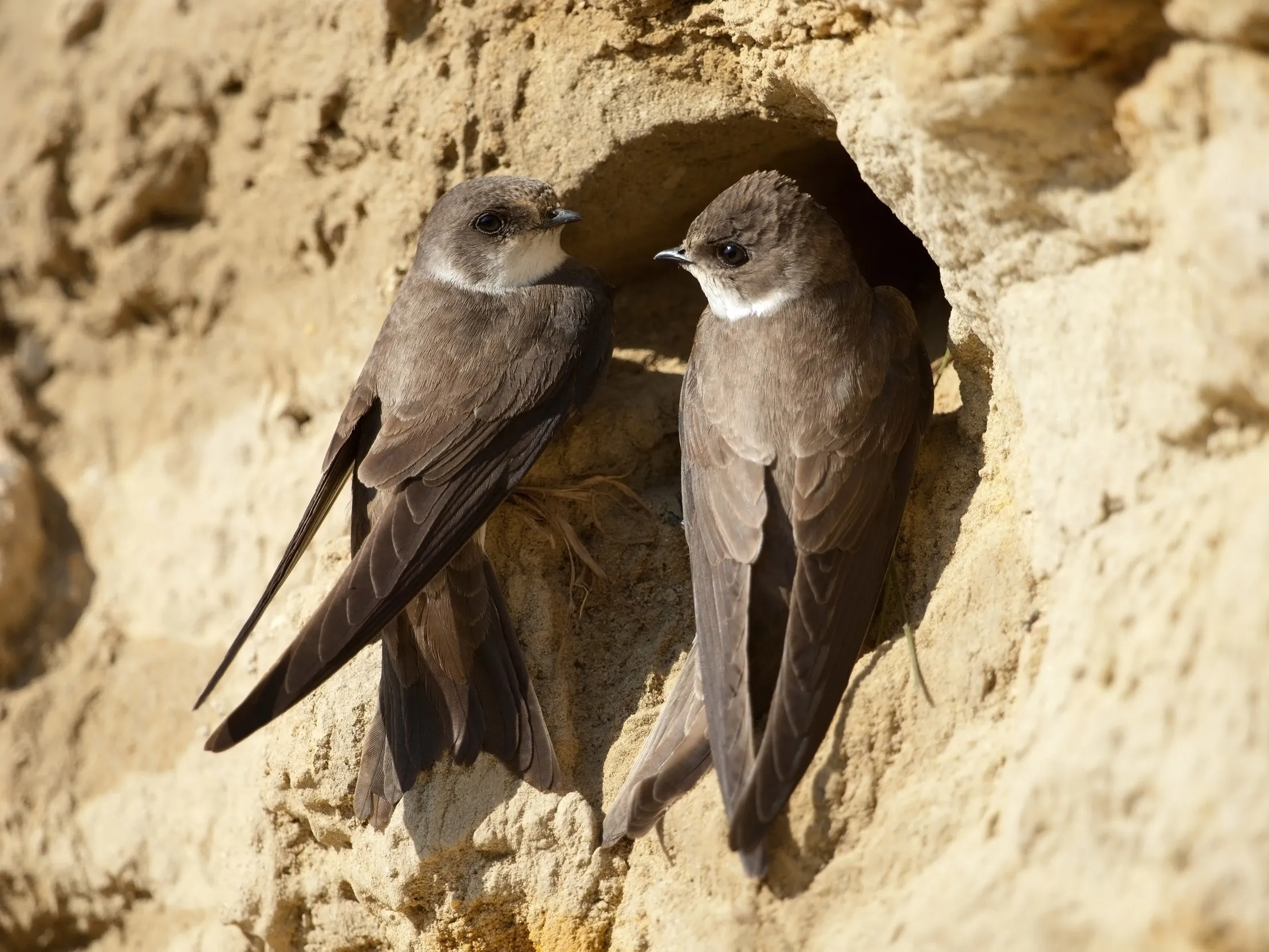 Pair of Sand Martin's perched on the edge of a burrow