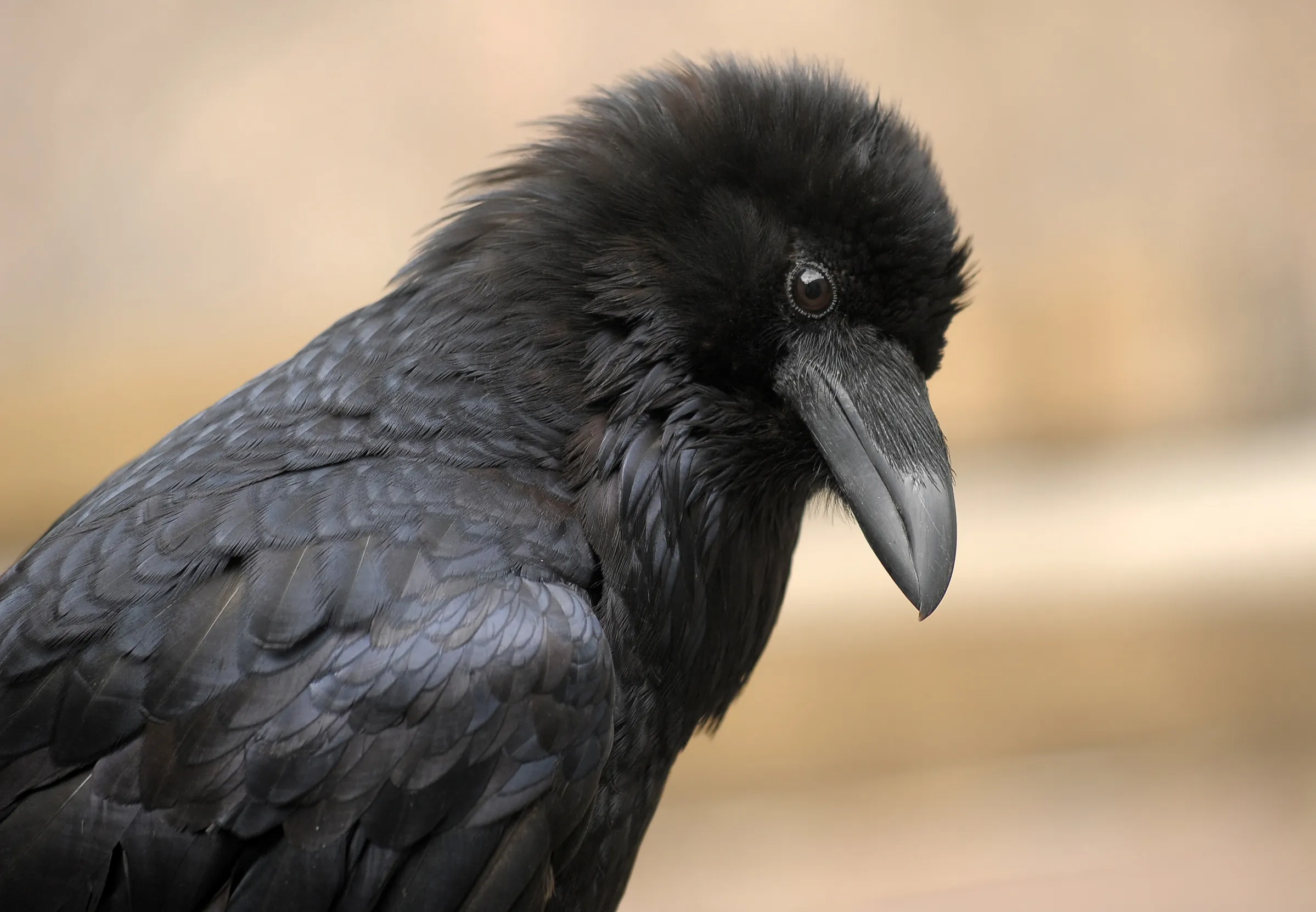 A close view of a Ravens fluffy head looking towards the floor.