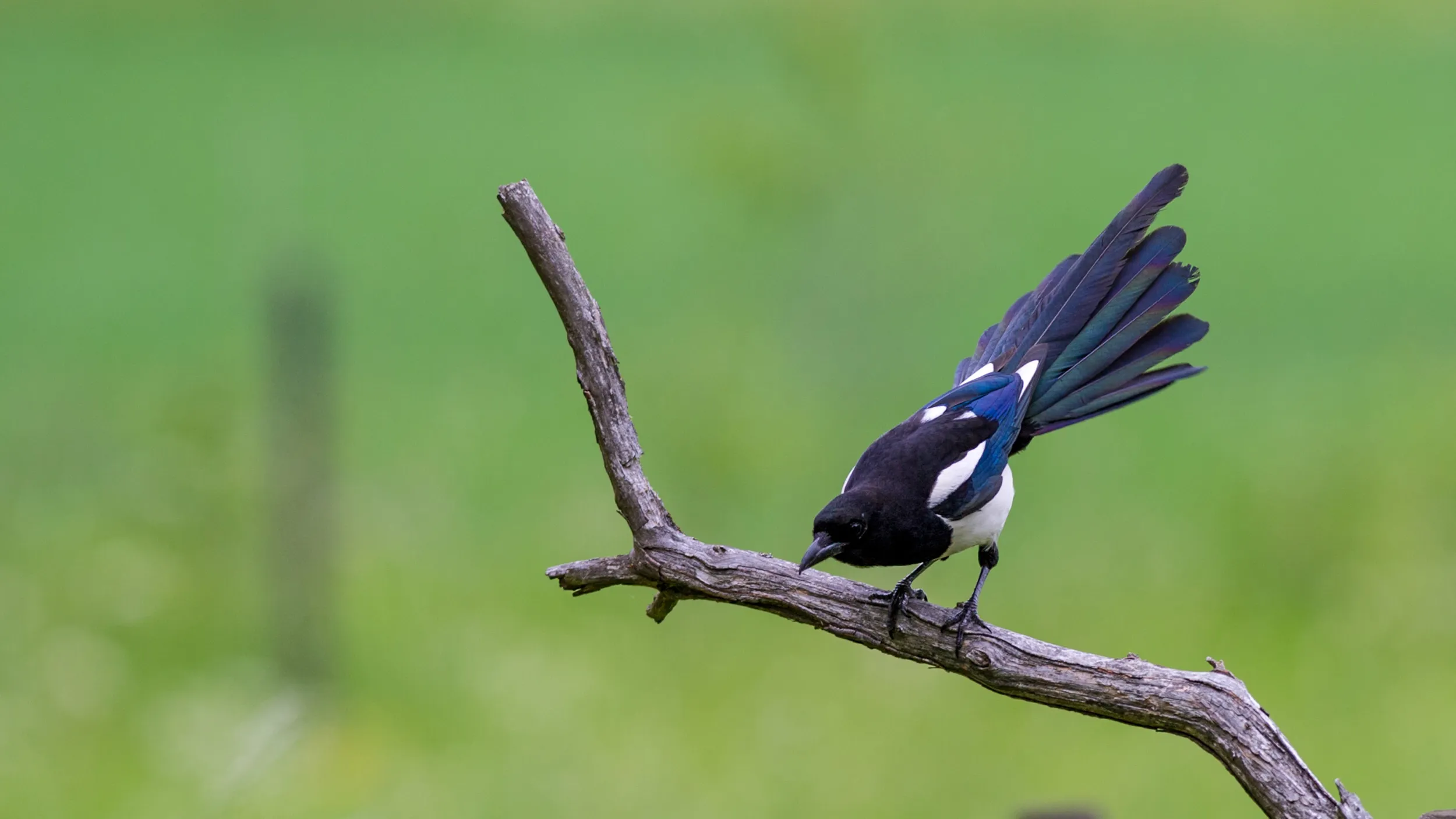 A lone Magpie perched on a single branch looking towards the floor.