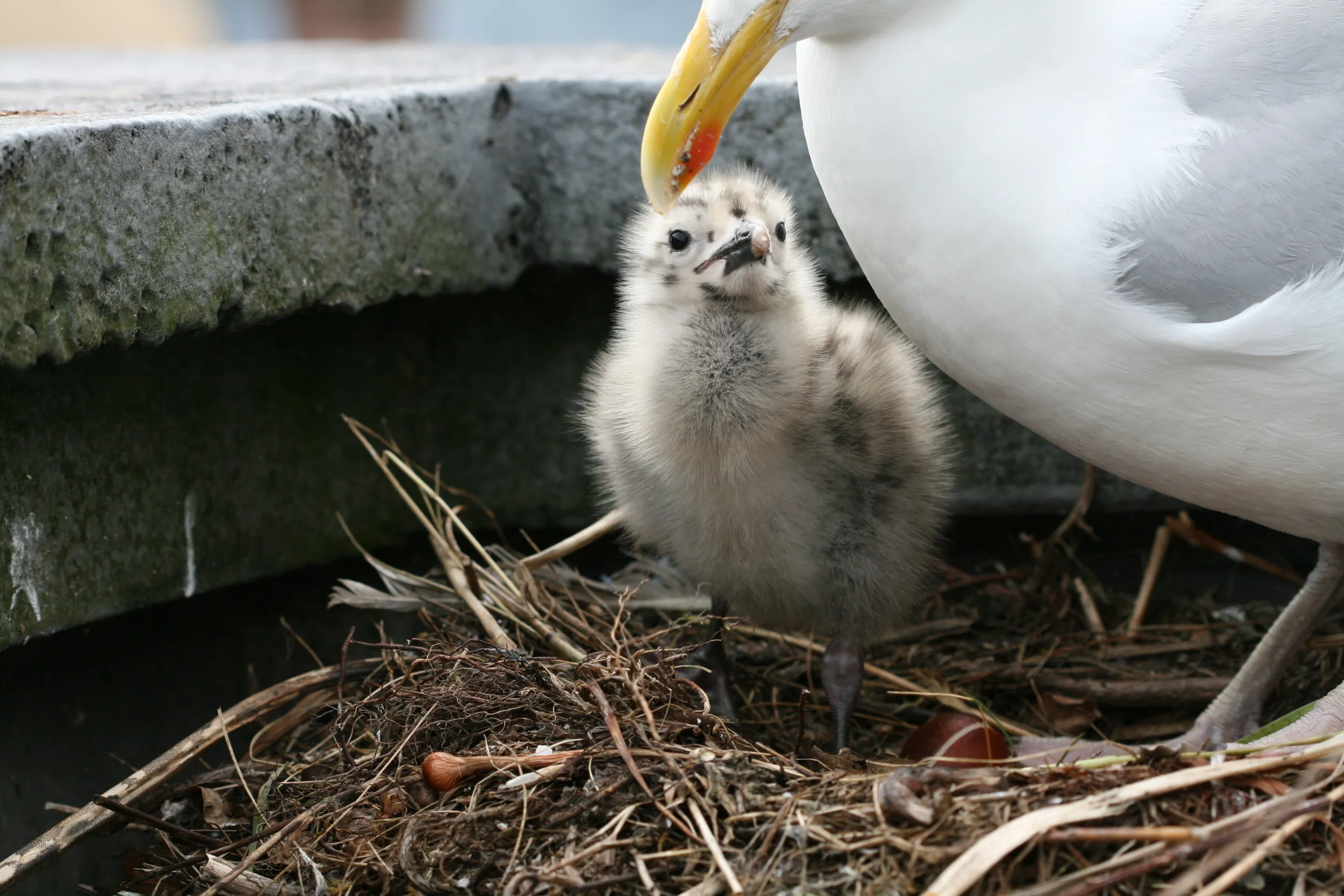 A Herring Gull perched with it's chick on their roof top nest.