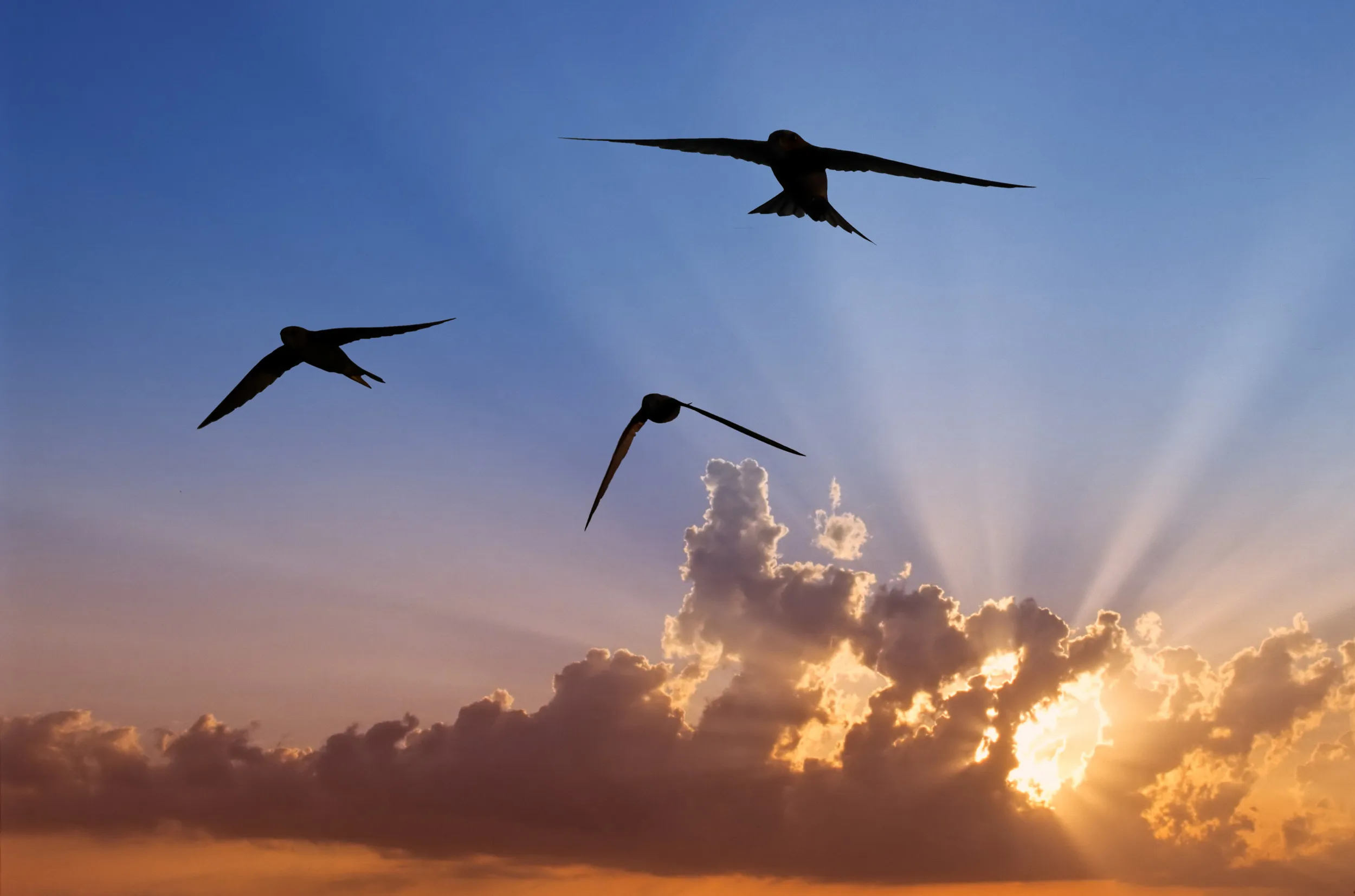 Three Swifts flying in a V formation overhead against a pink sunset.