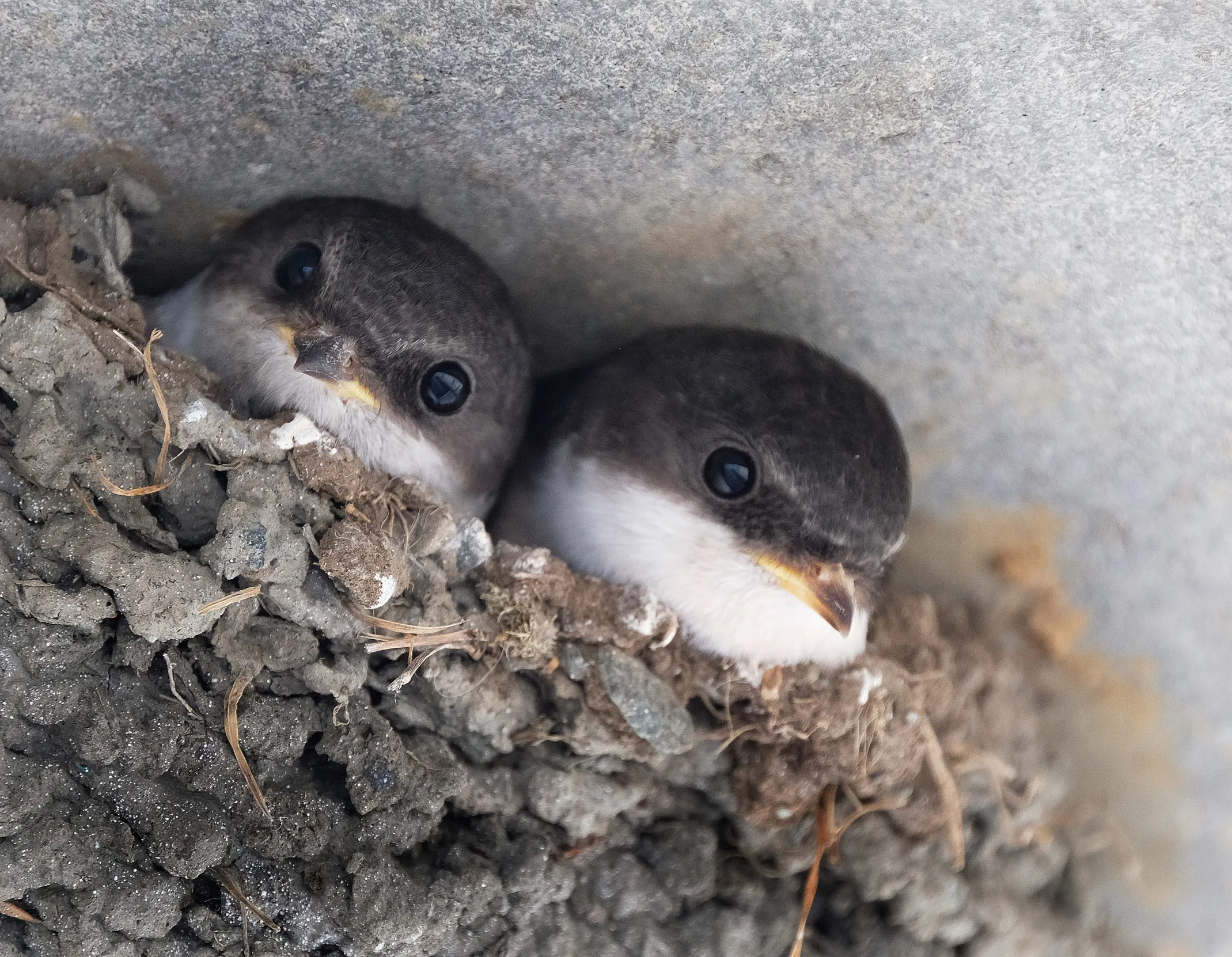 in their nest made of mud.