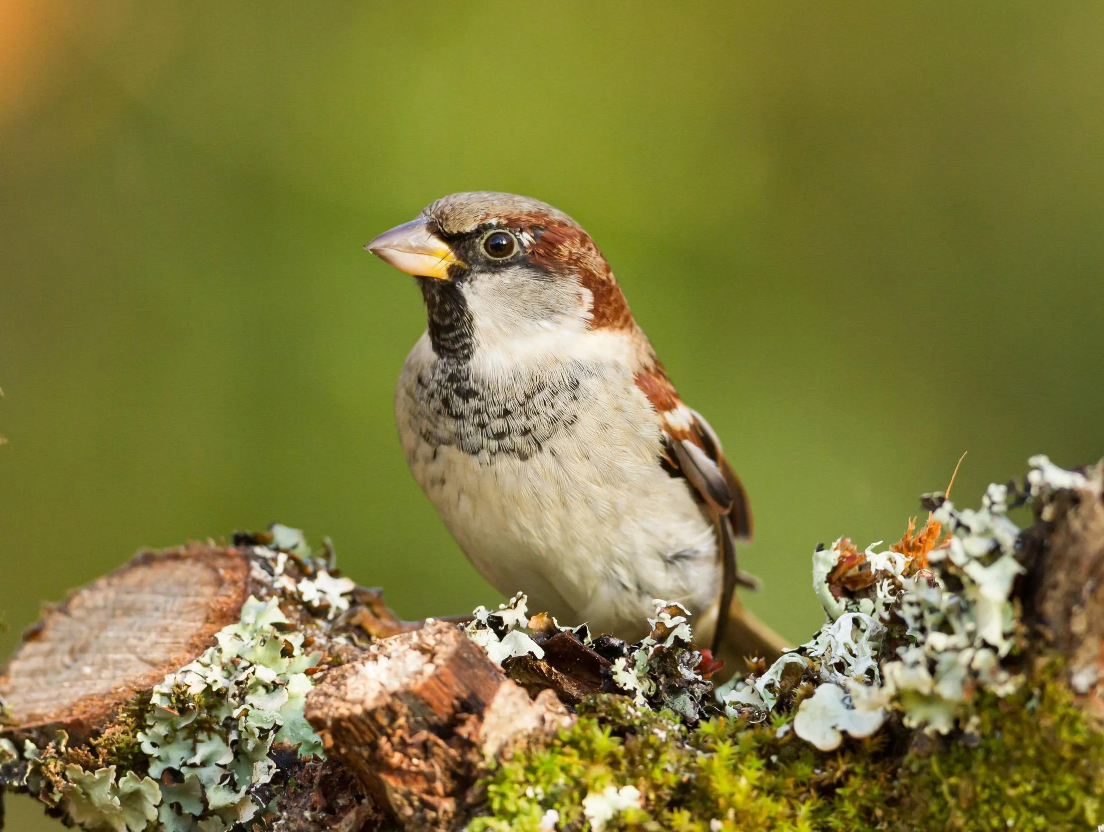 A lone House Sparrow perched on a lichen covered log.