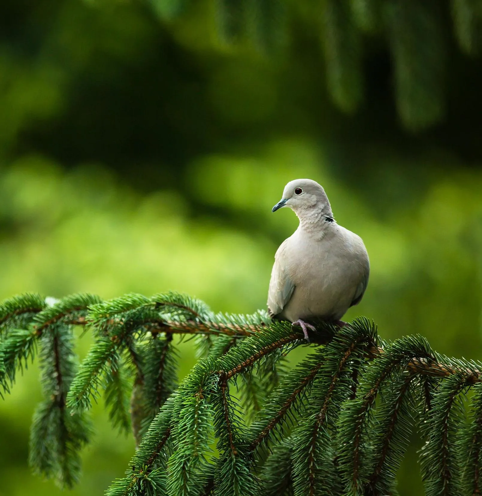 A Collard Dove perched on a long pine branch, looking to its left.