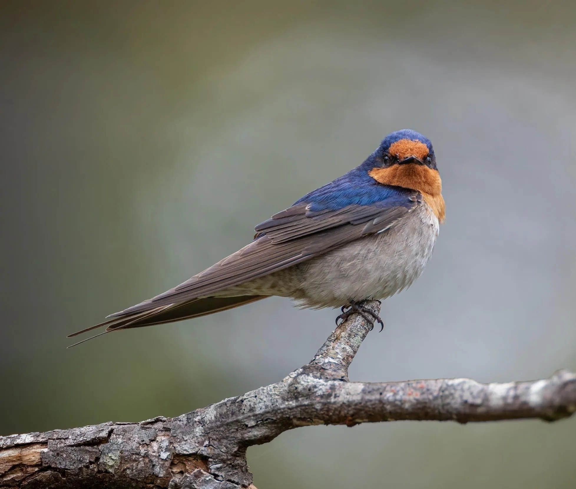 A lone Swallow perched on a branch turning it's head to face to camera.
