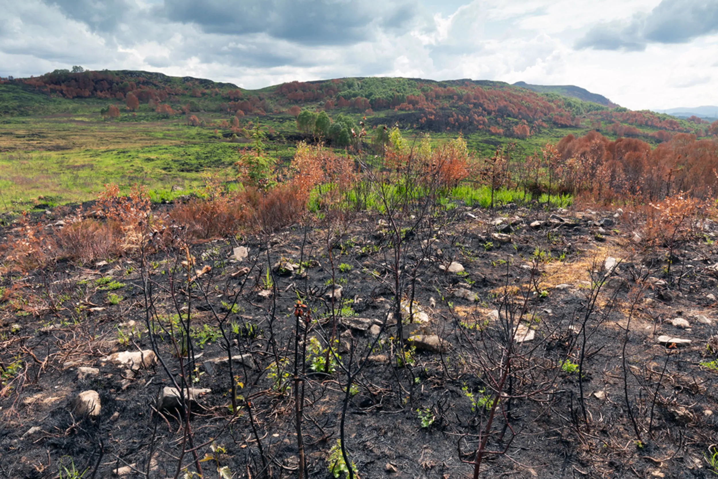 Woodland Restoration
