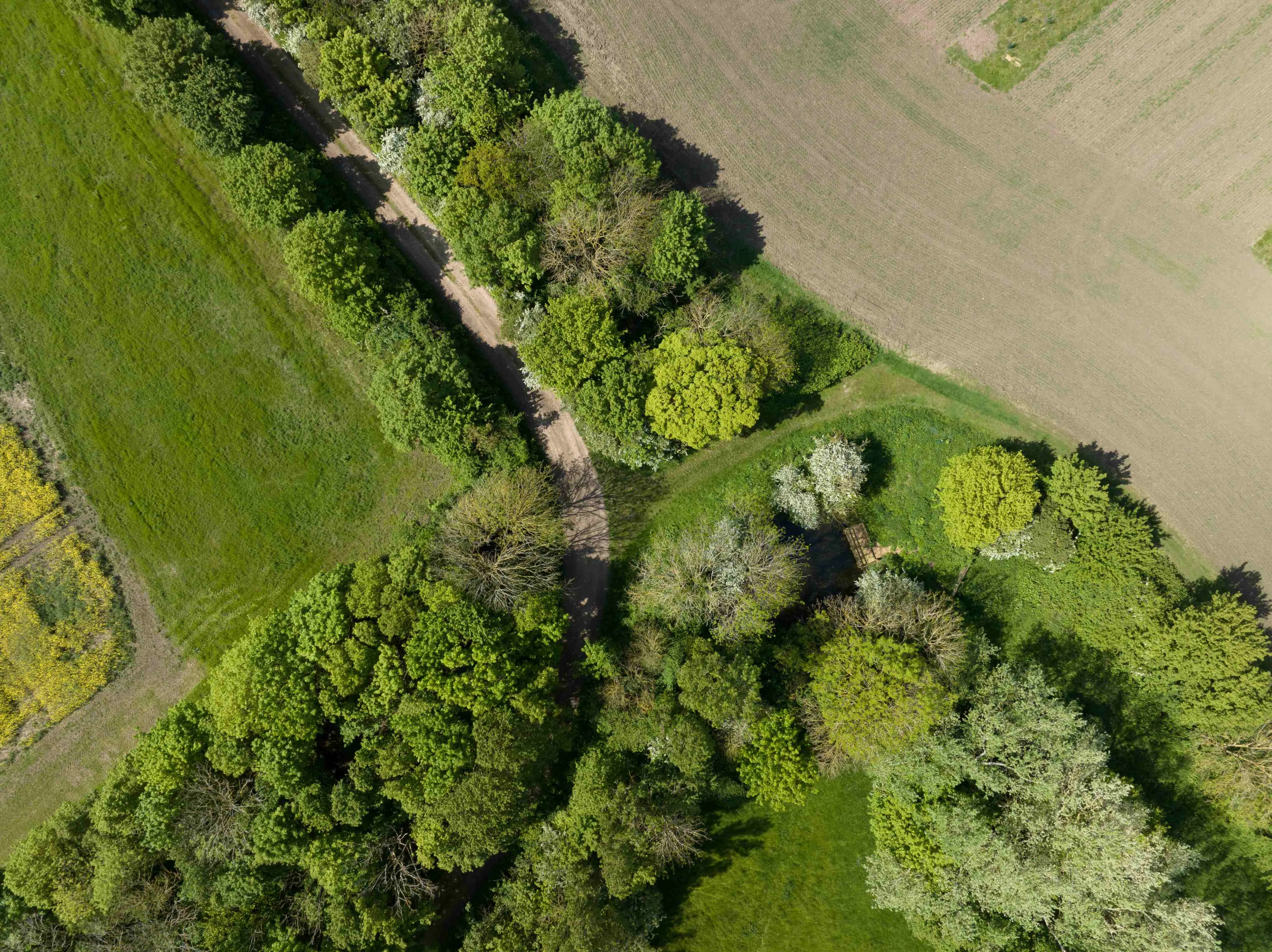 An aerial view of a Turtle Dove nesting site..