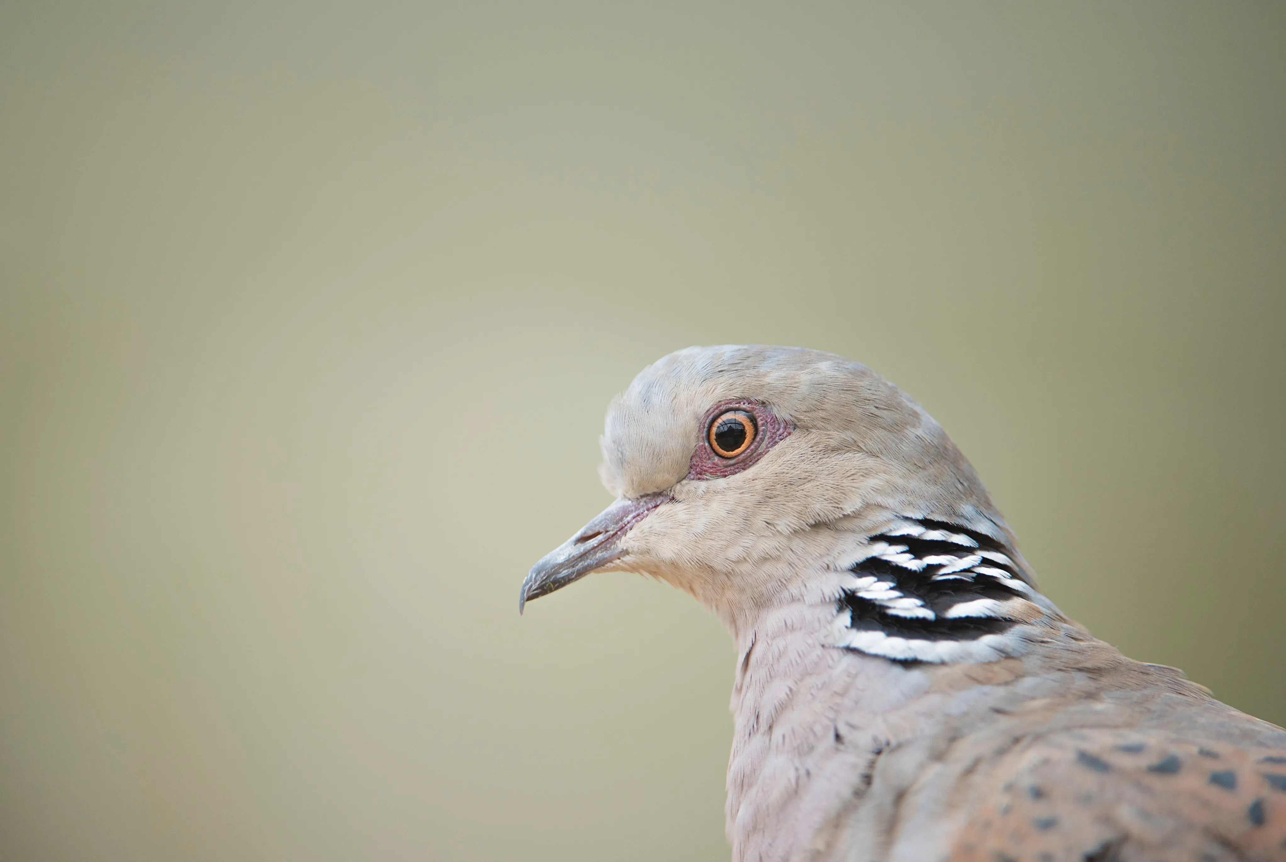Close up of a Turtle Dove.