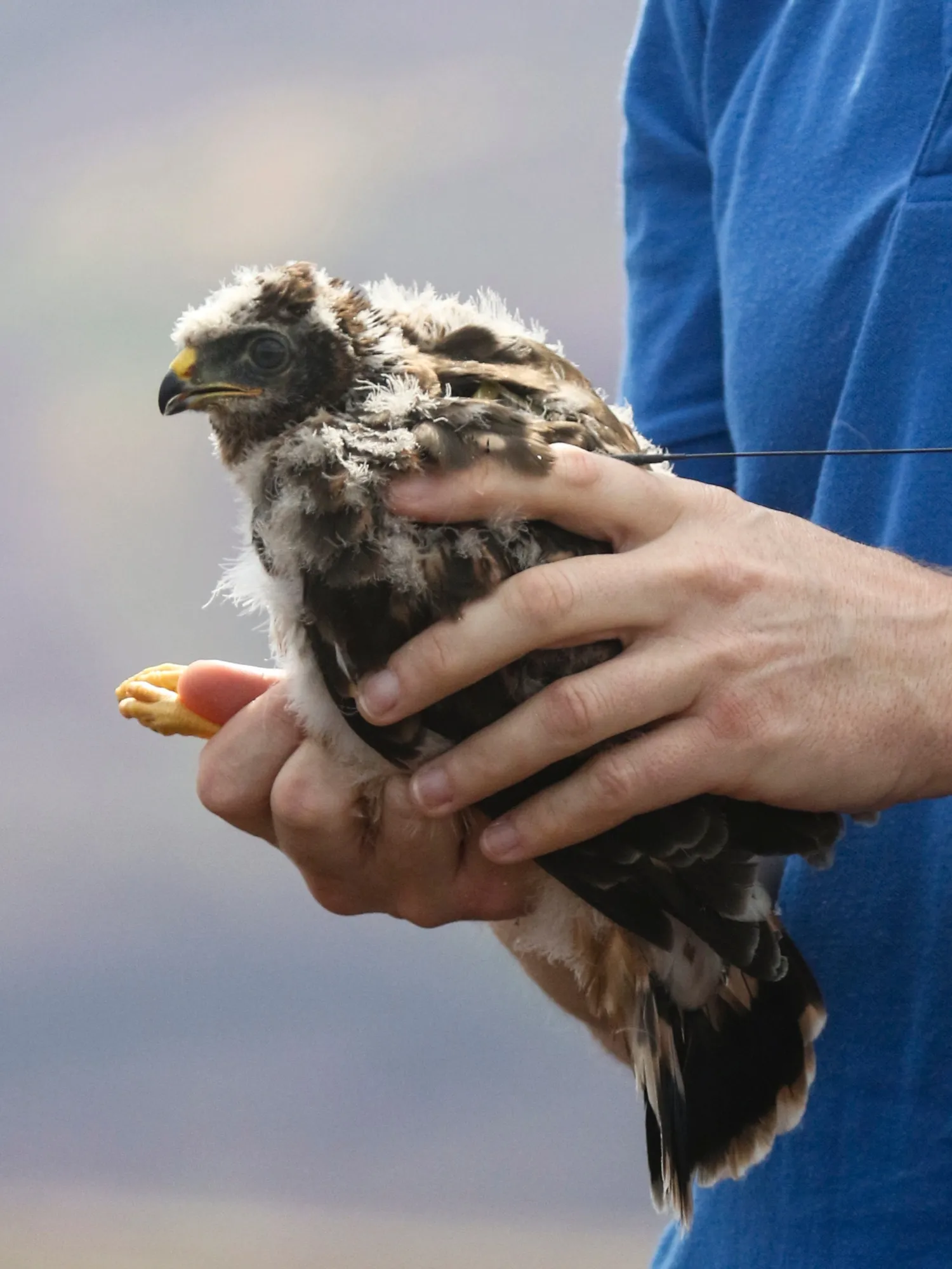 A juvenile Hen Harrier is tagged for essential monitoring, held in the hands of a carer in a blue shirt.
