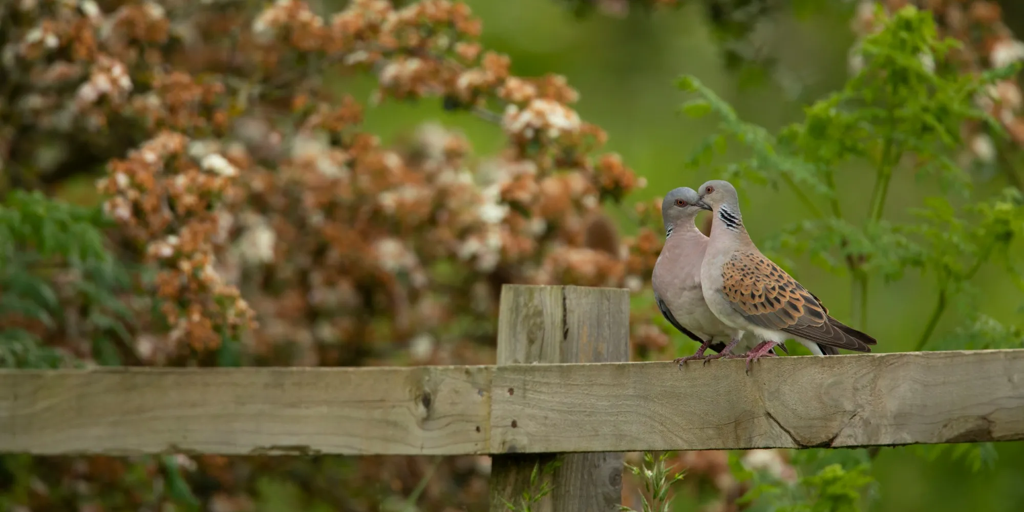 Two Turtle Doves perched on a fence with bushes and trees in the background
