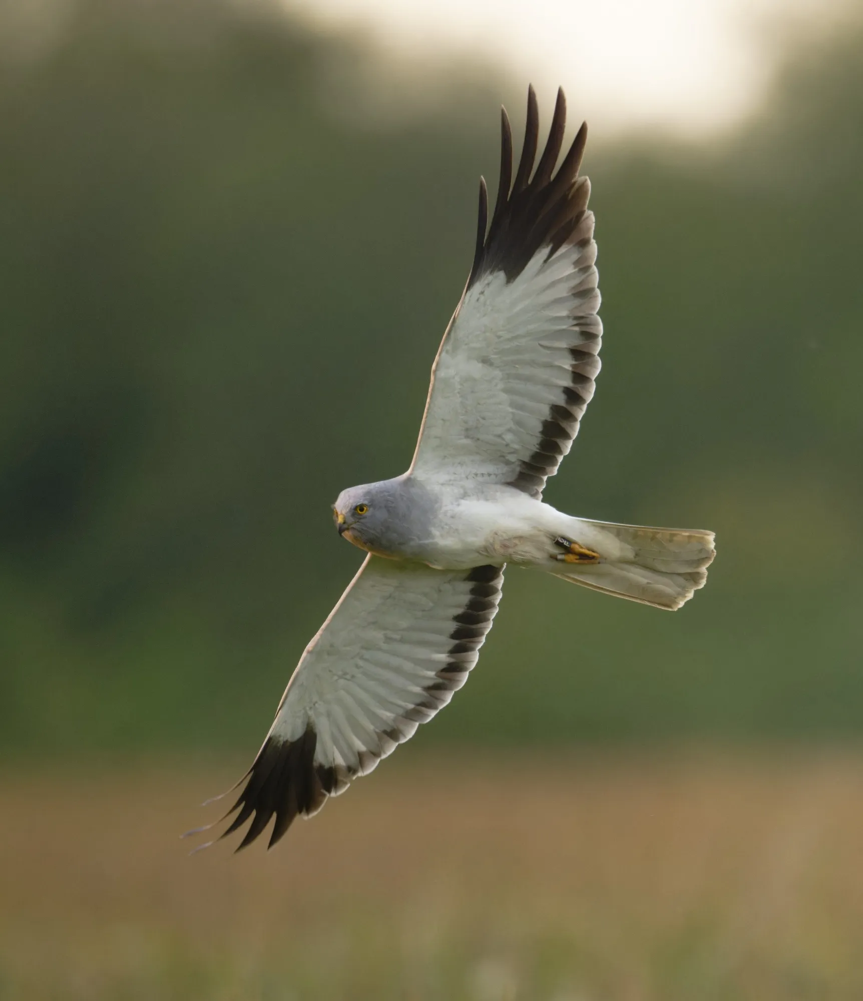 Male Hen Harrier, in flight