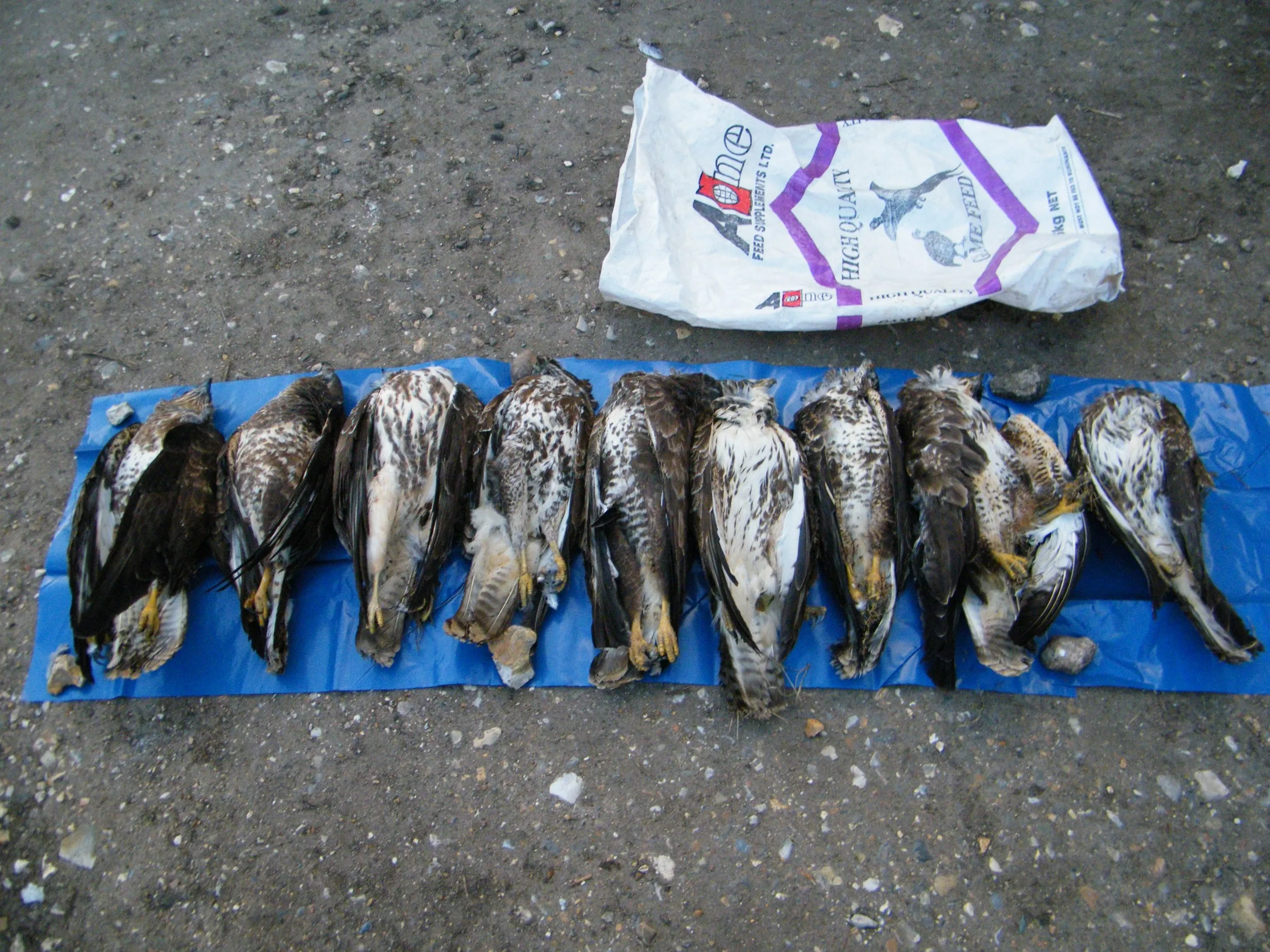 9 Poisoned Buzzards found on a shooting estate in 2013
