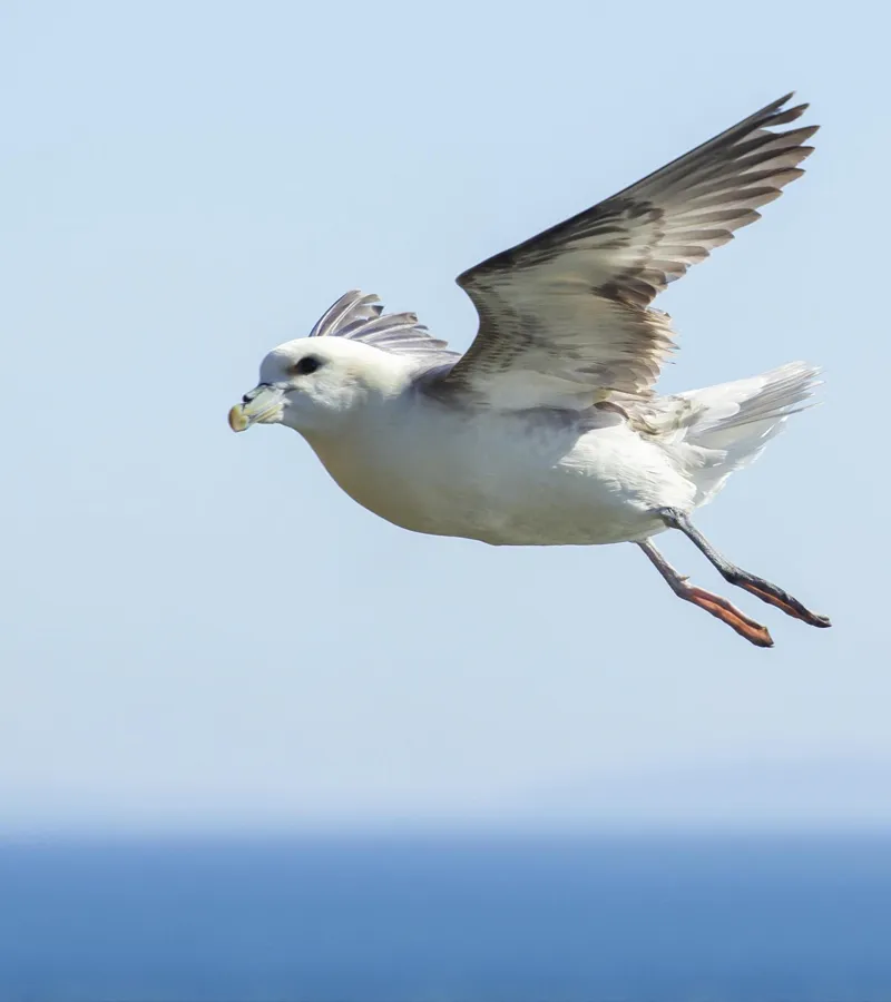 Fulmar in flight.
