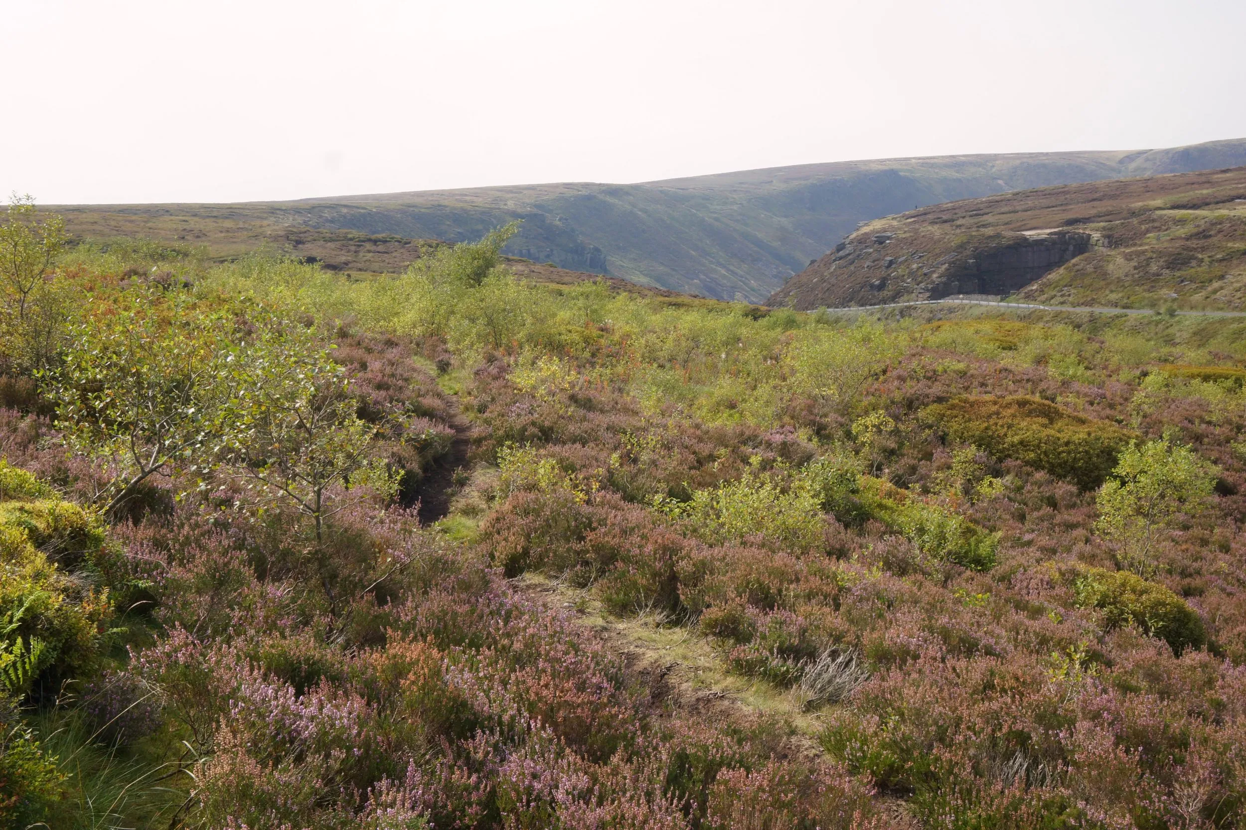 Dove Stone peat restoration site. A landscape filled with heather, grasses and scrub - including small, young trees.