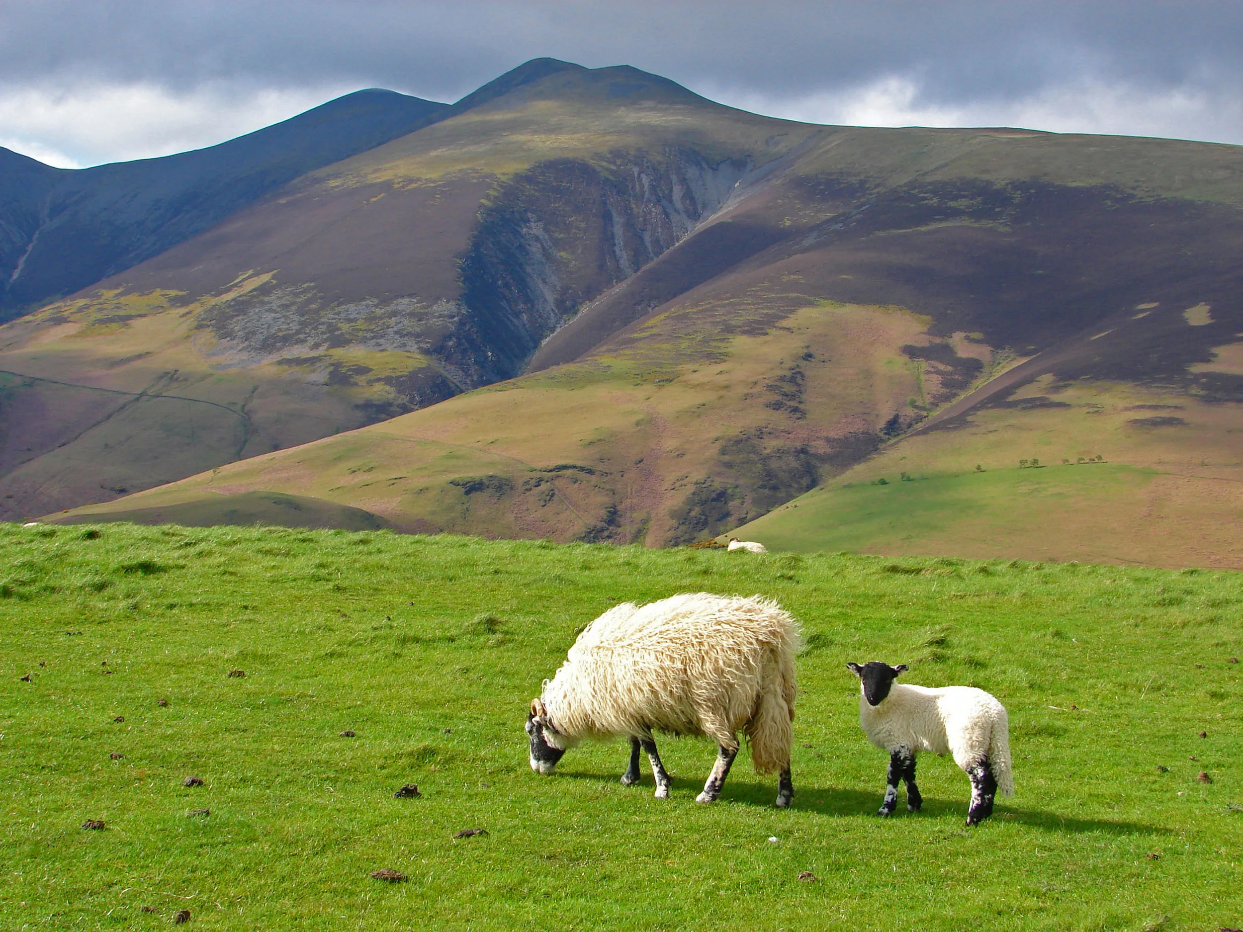 Two sheep, mother and child, grazing on a stretch of upland.