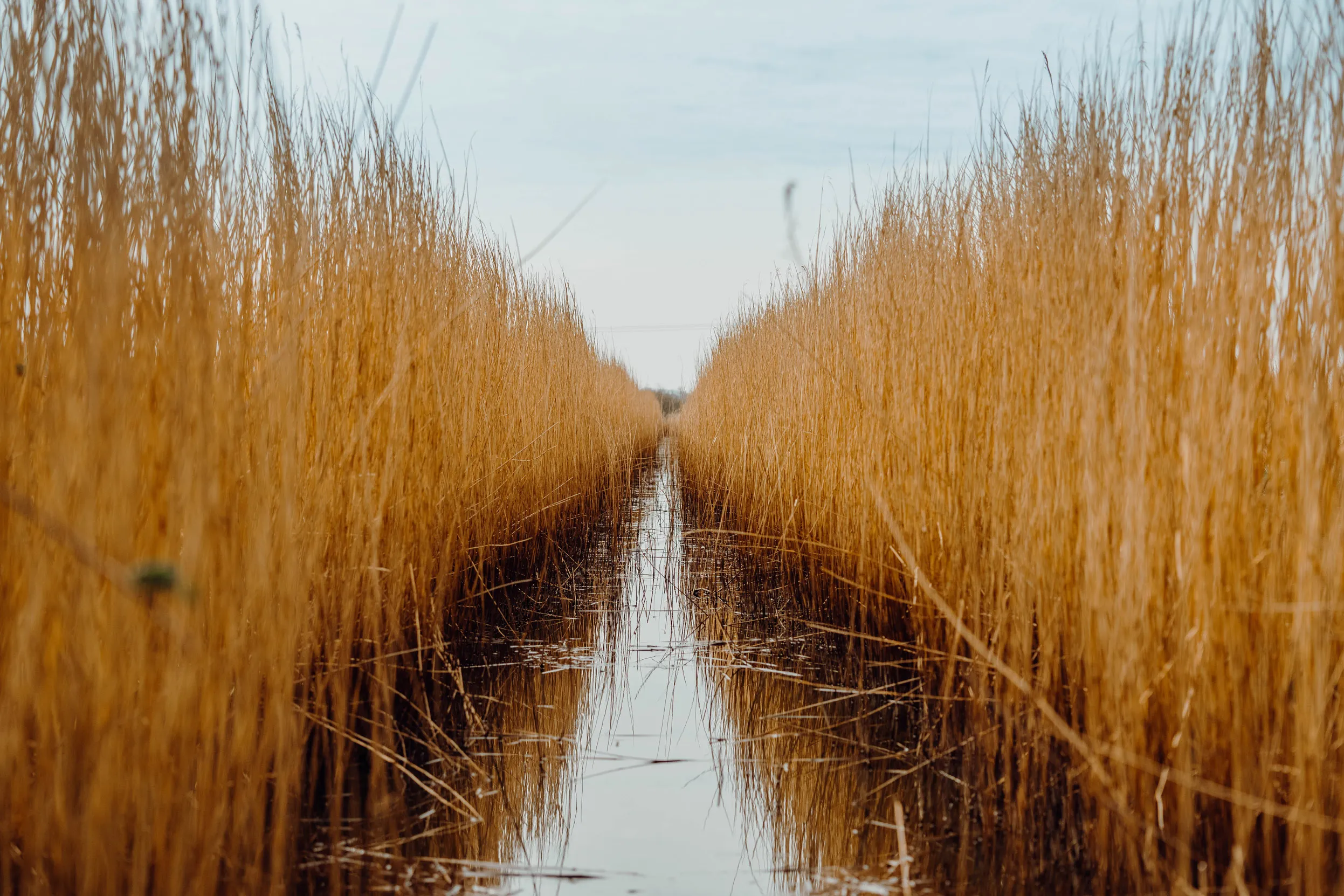 Orange reedbeds with a water path leading through the middle.