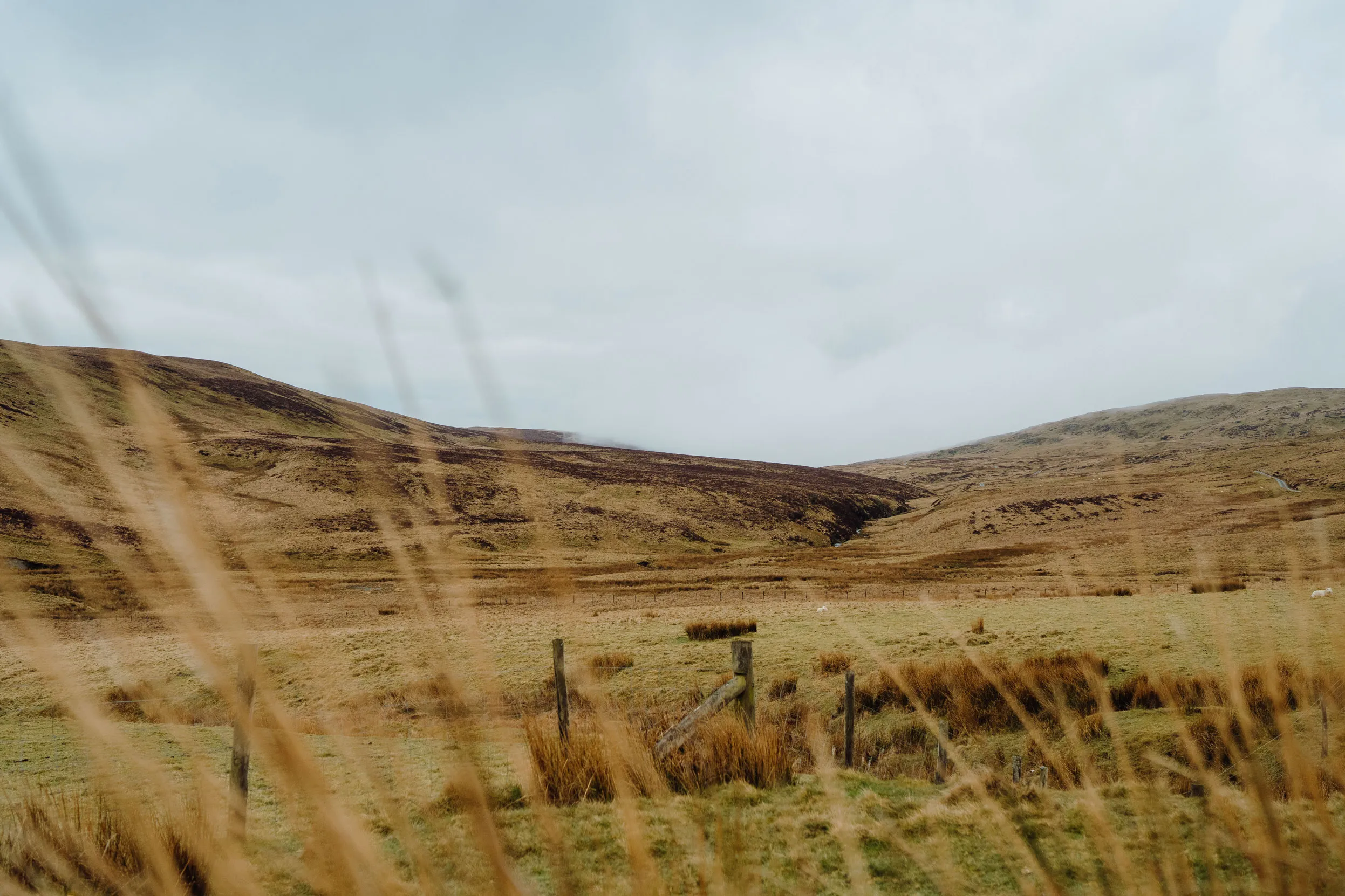 A hillside at Lake Vyrnwy.