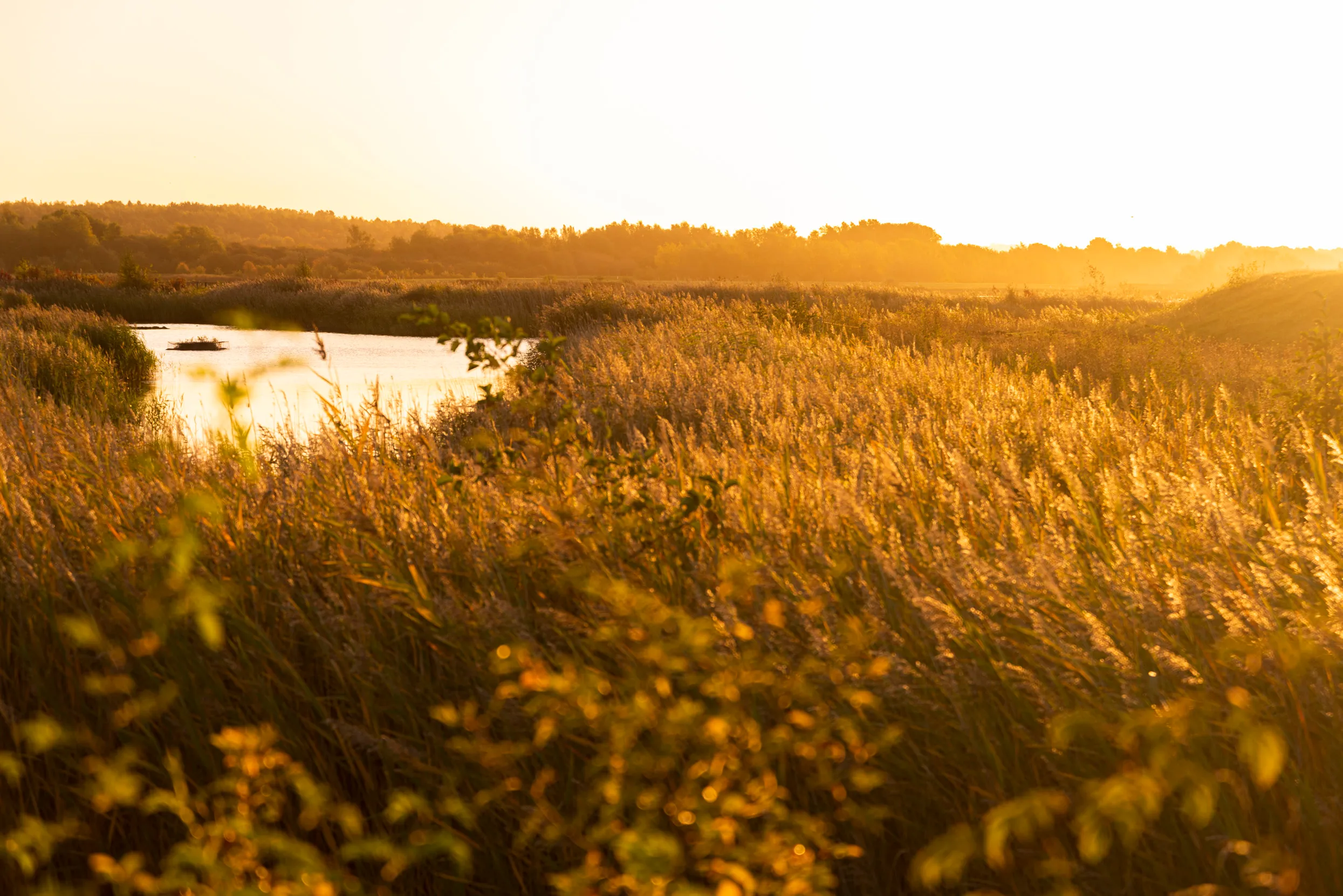 Reedbeds at Old Moor during an orange autumnal sunrise.