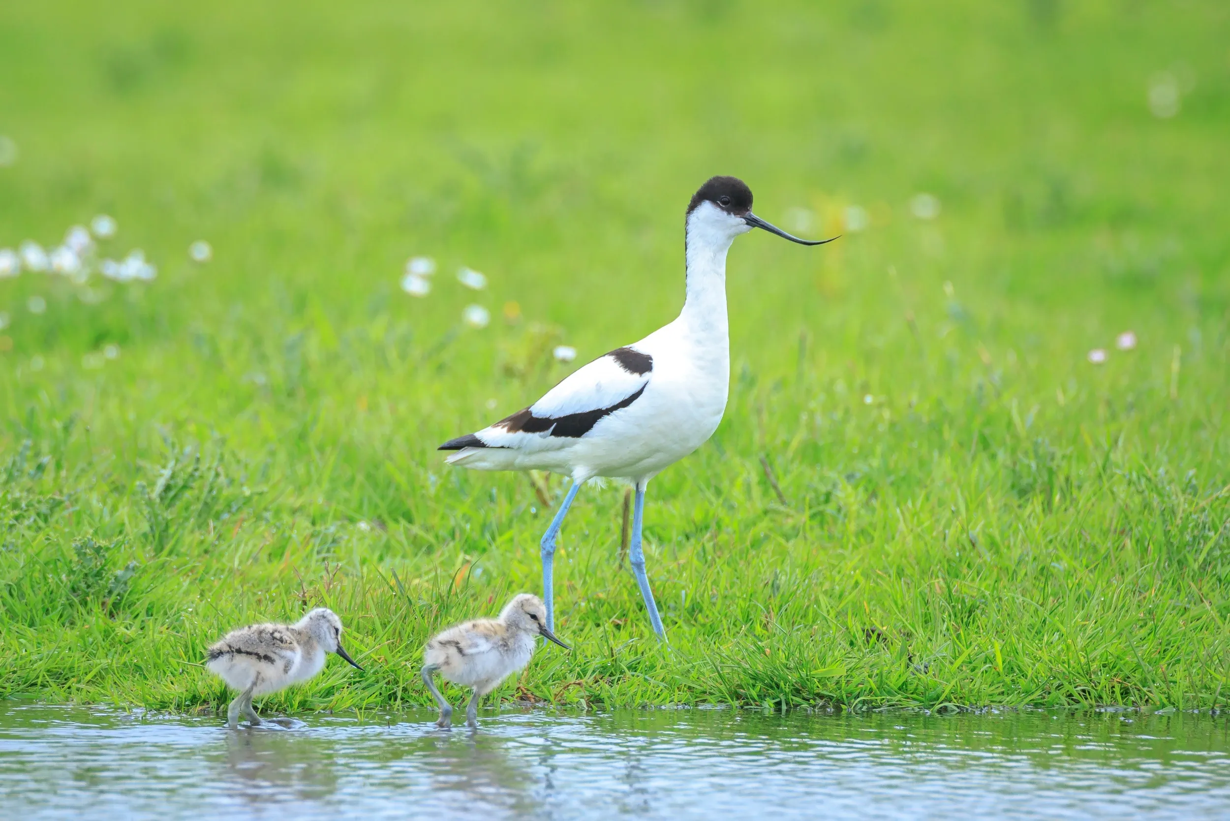 An Avocet with two chicks walking in shallow water.