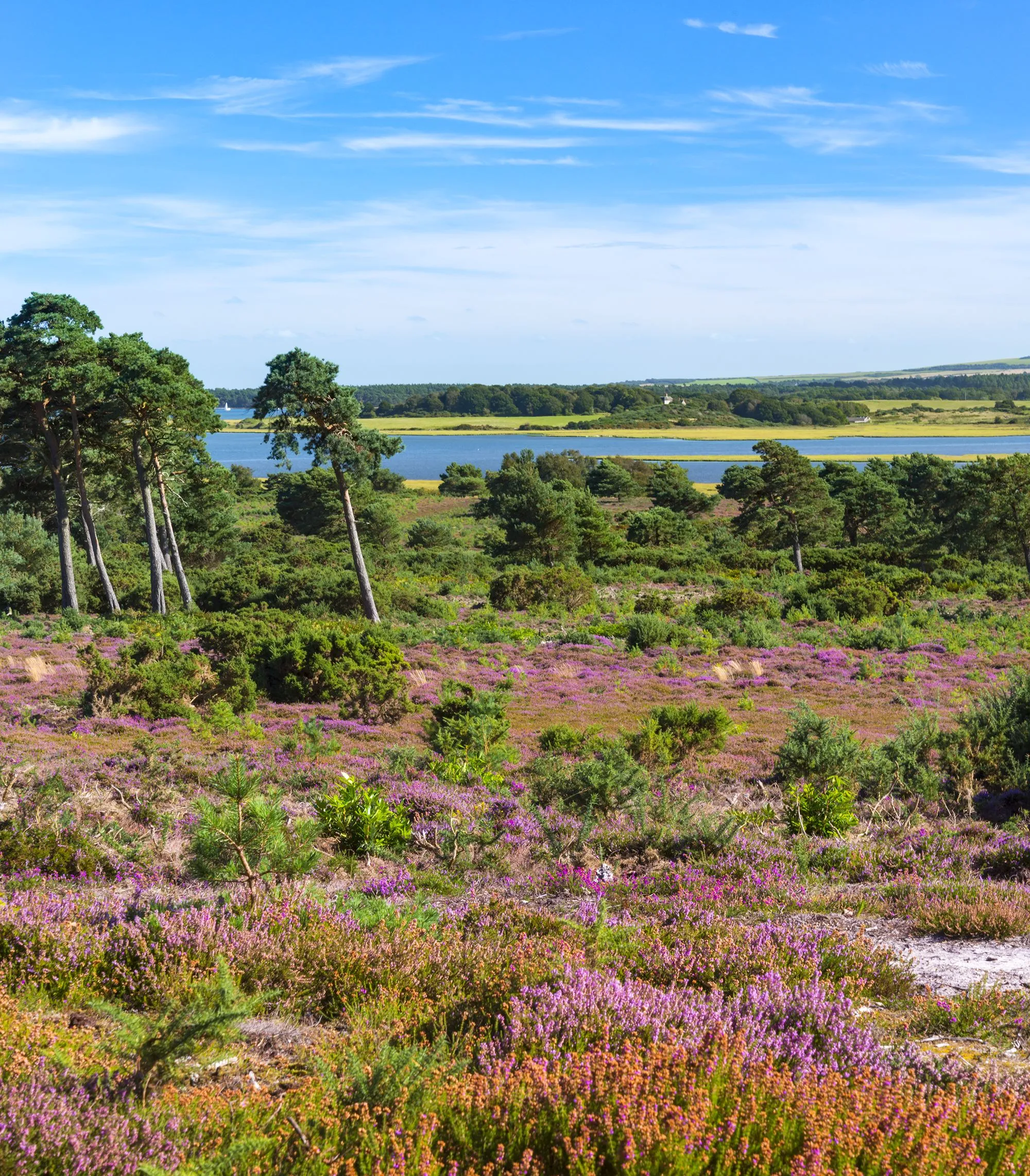 Heather in bloom at RSPB Arne.