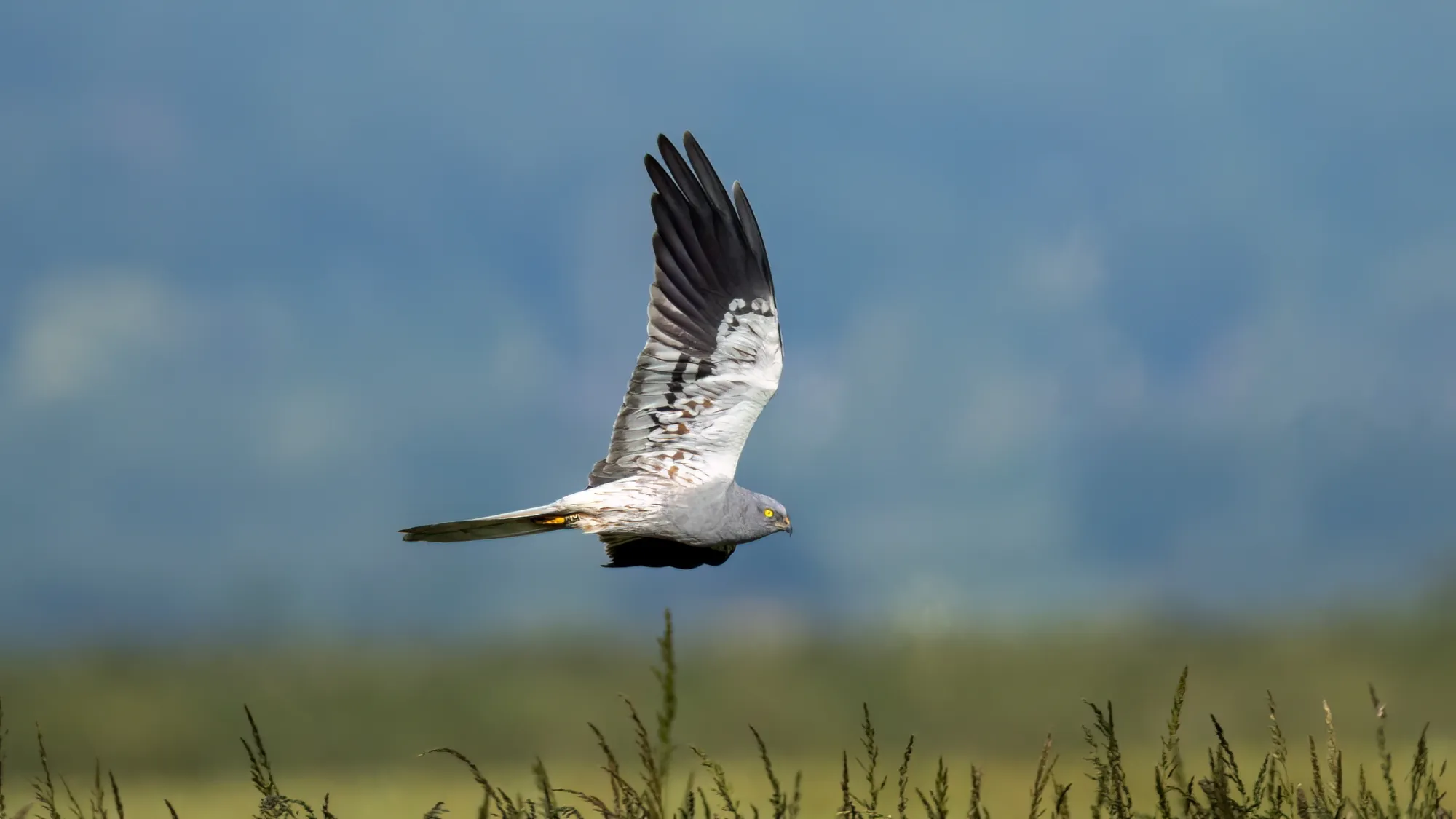 A male Montagu's Harrier in flight over a field