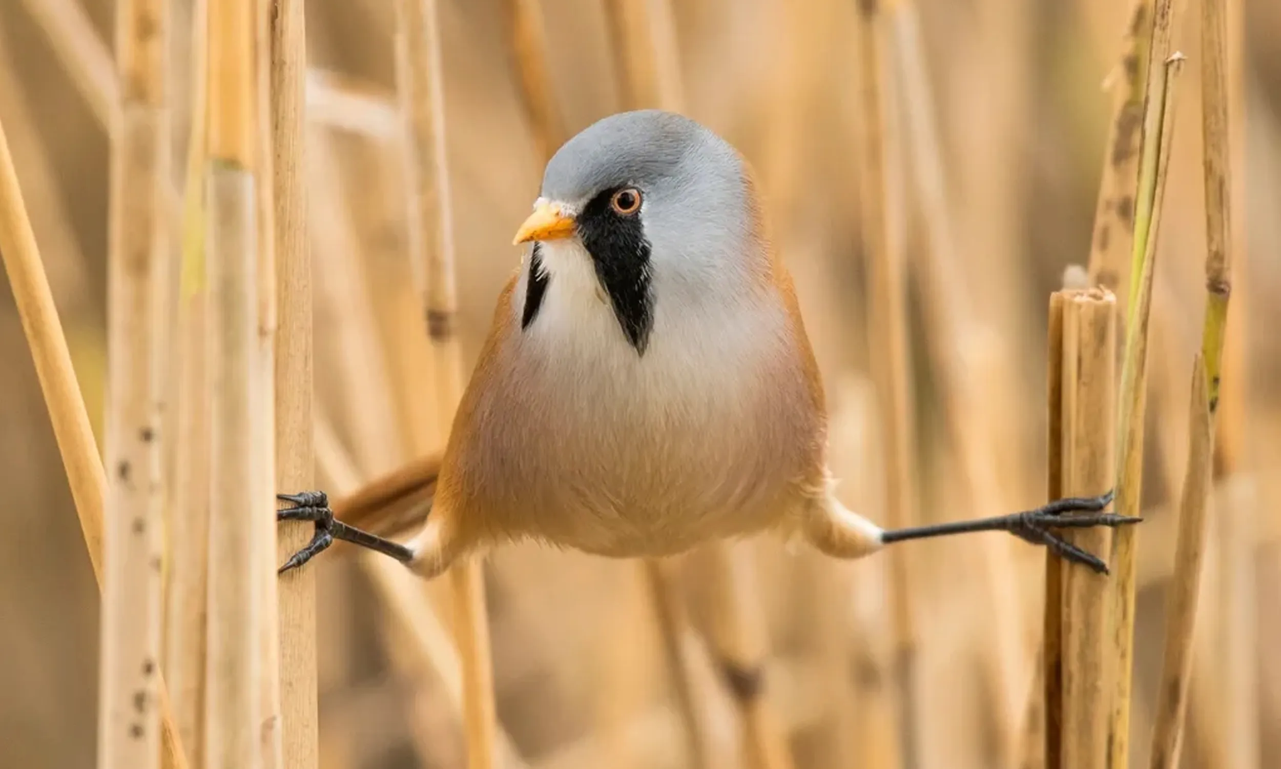 Bearded Tit, adult perched in reedbed