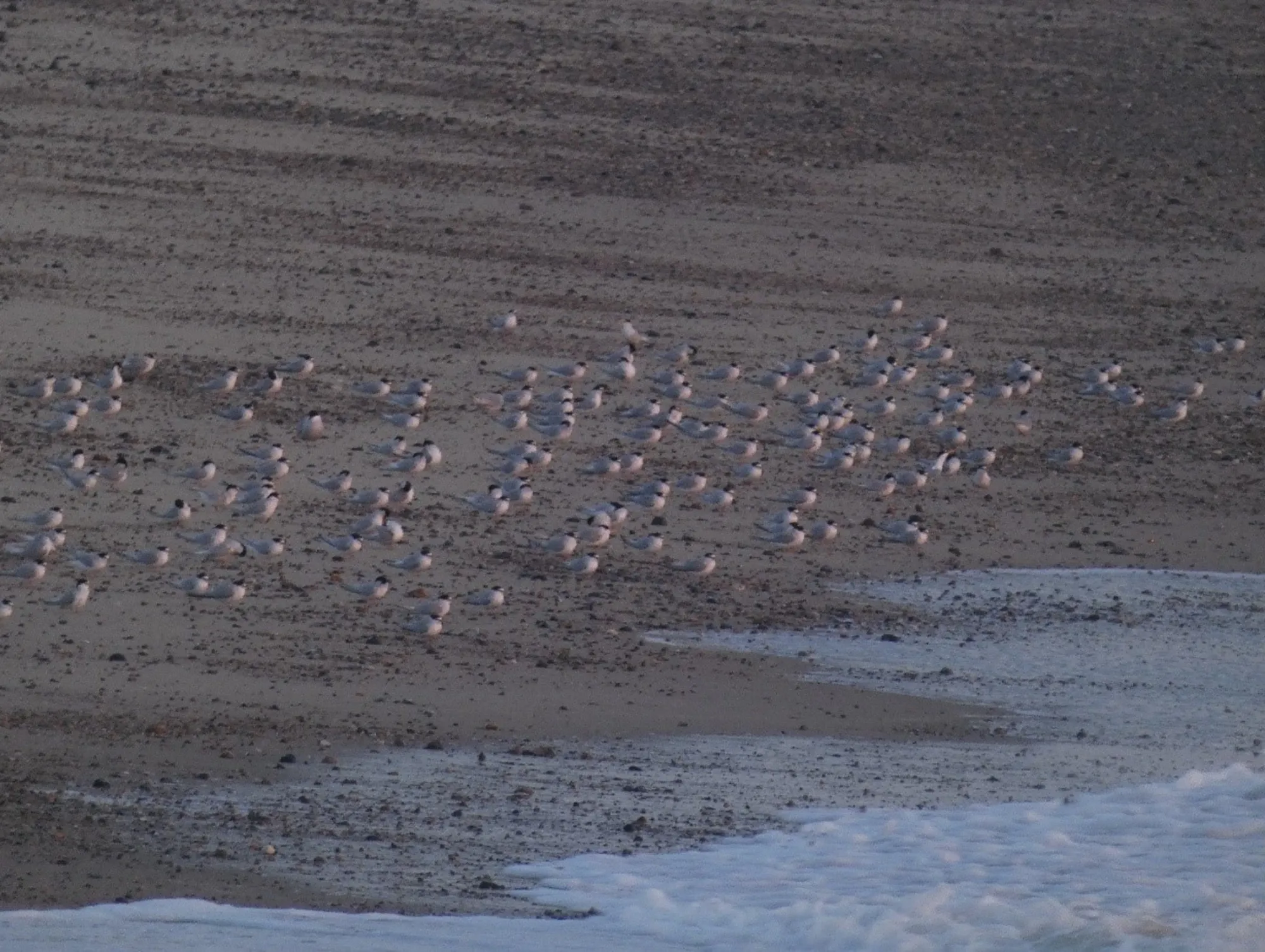 A flock of Little Terns gathered on the shoreline.