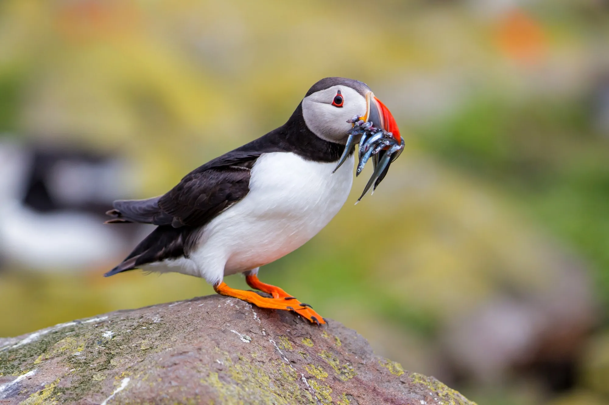 A Puffin stood on a rock, with a number of sandeels in its beak. 