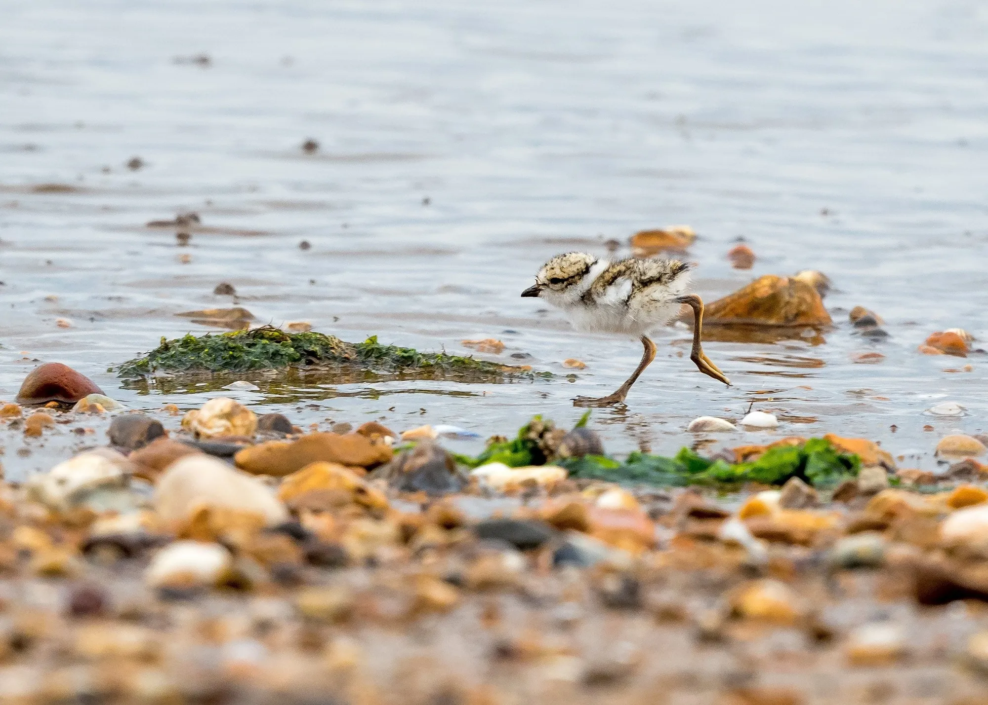 Ringed Plover chick learns to forage on the shoreline.