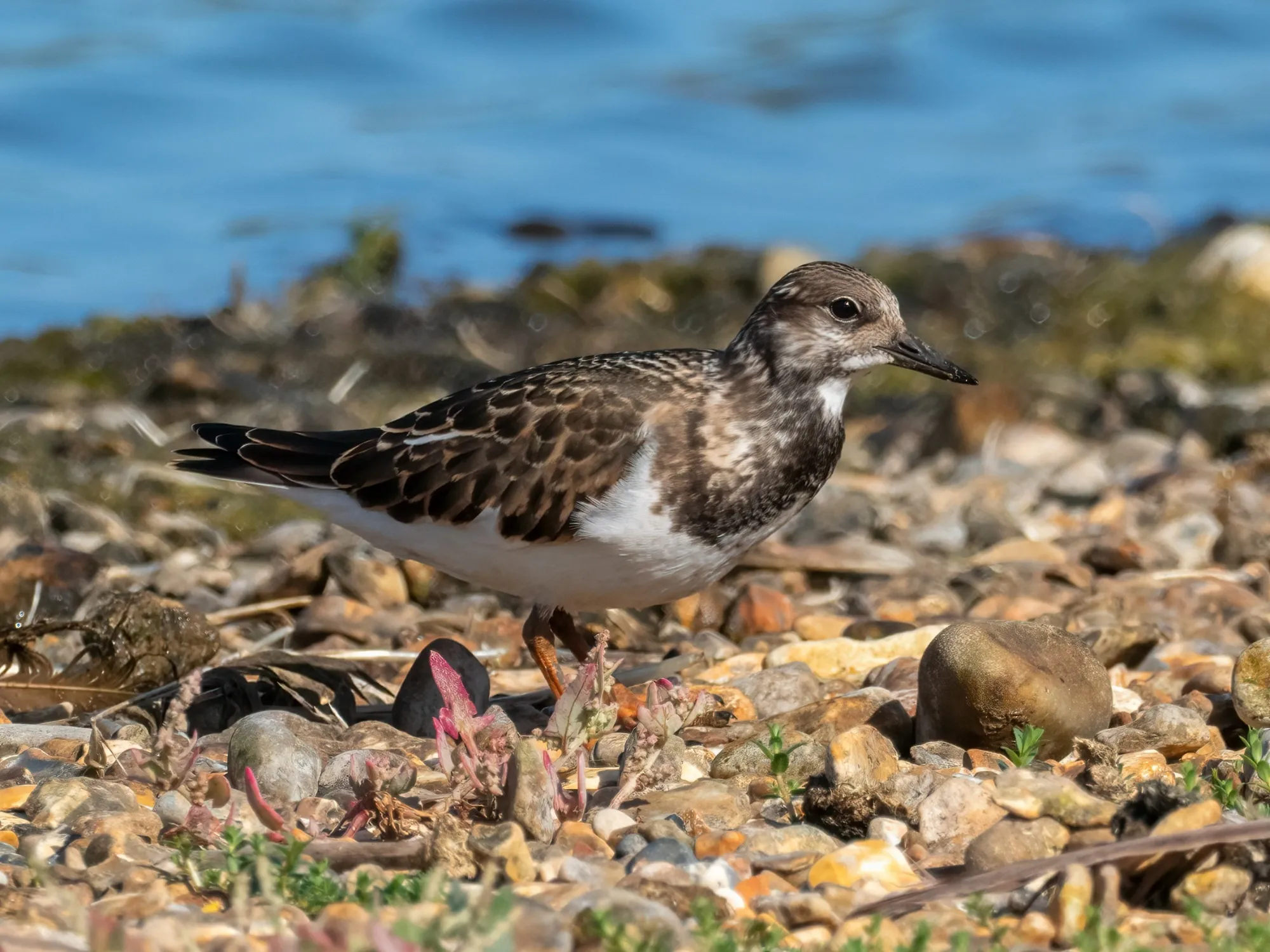 Turnstone